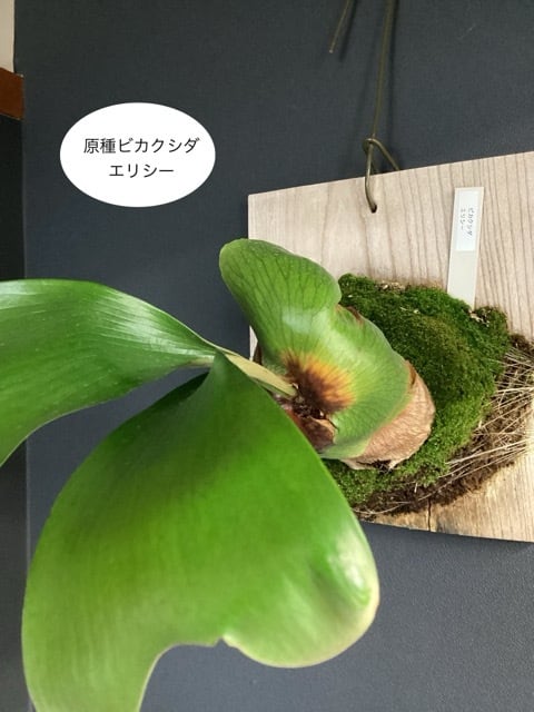 ビカクシダ エリシー コウモリラン 板着生 着生植物 観葉植物