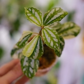 Pilea cadierei variegated /ピレア カディエレイ 斑入