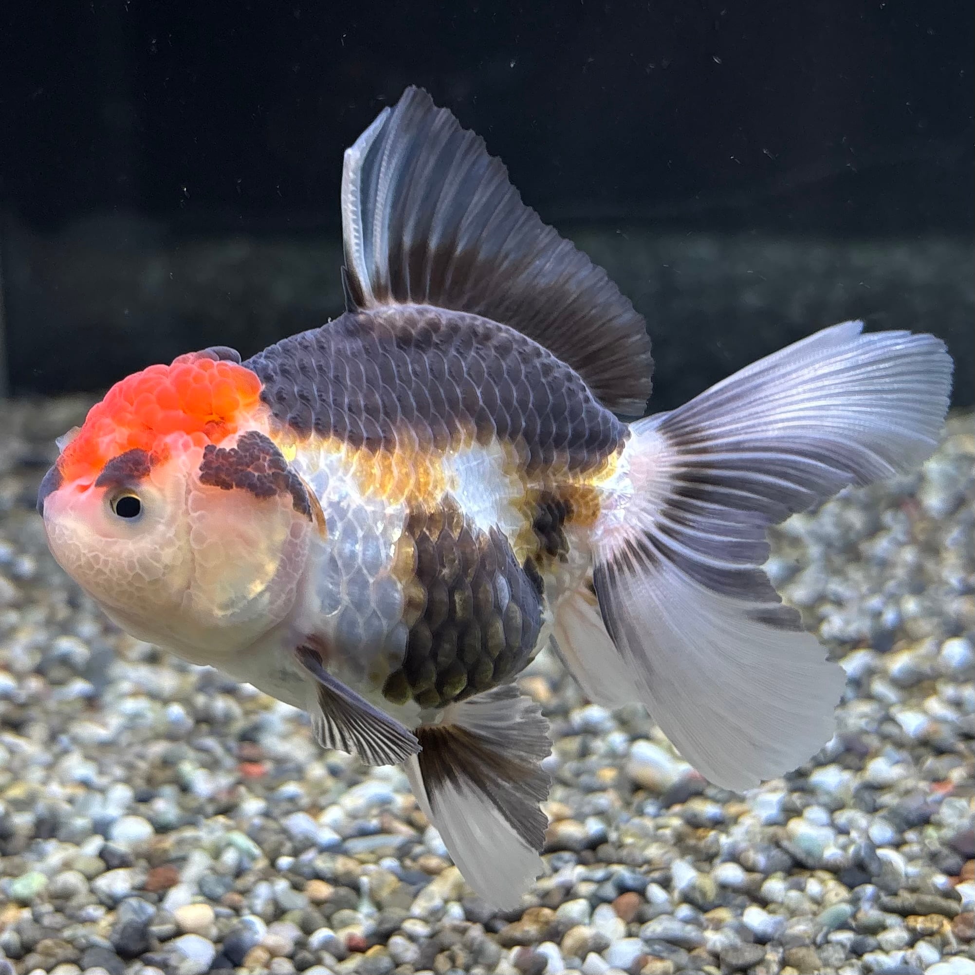 トリカラーオランダ 10cm