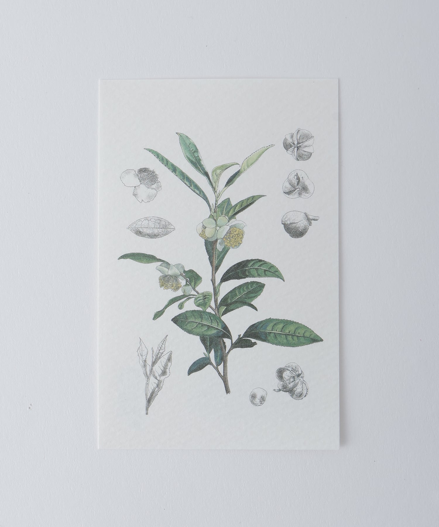 〈EN TEA〉2.向き合う茶 series