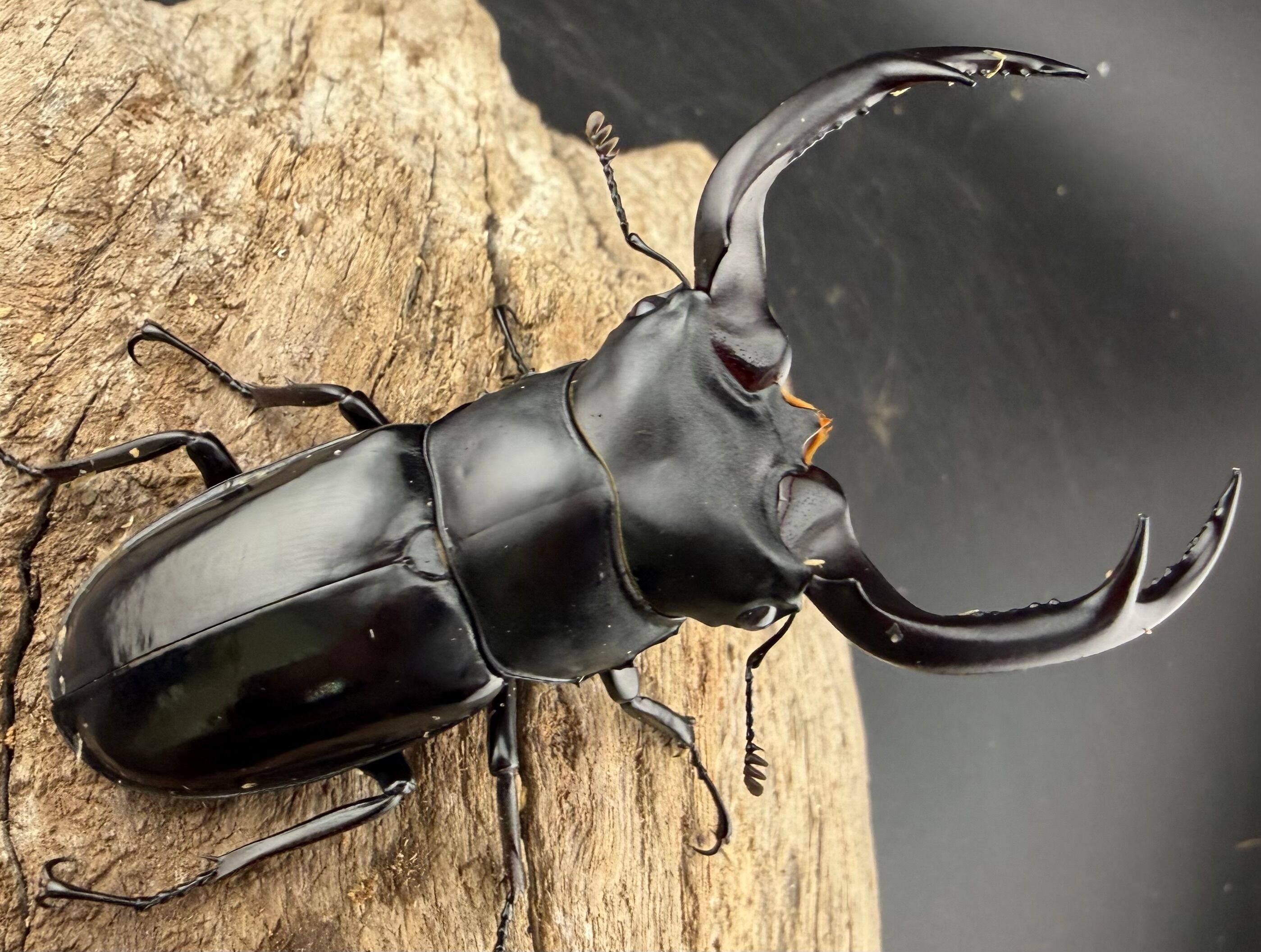 ウエストウッディ亜種カズミアエ 76mm ペア》 | KPW公式オンラインショップ