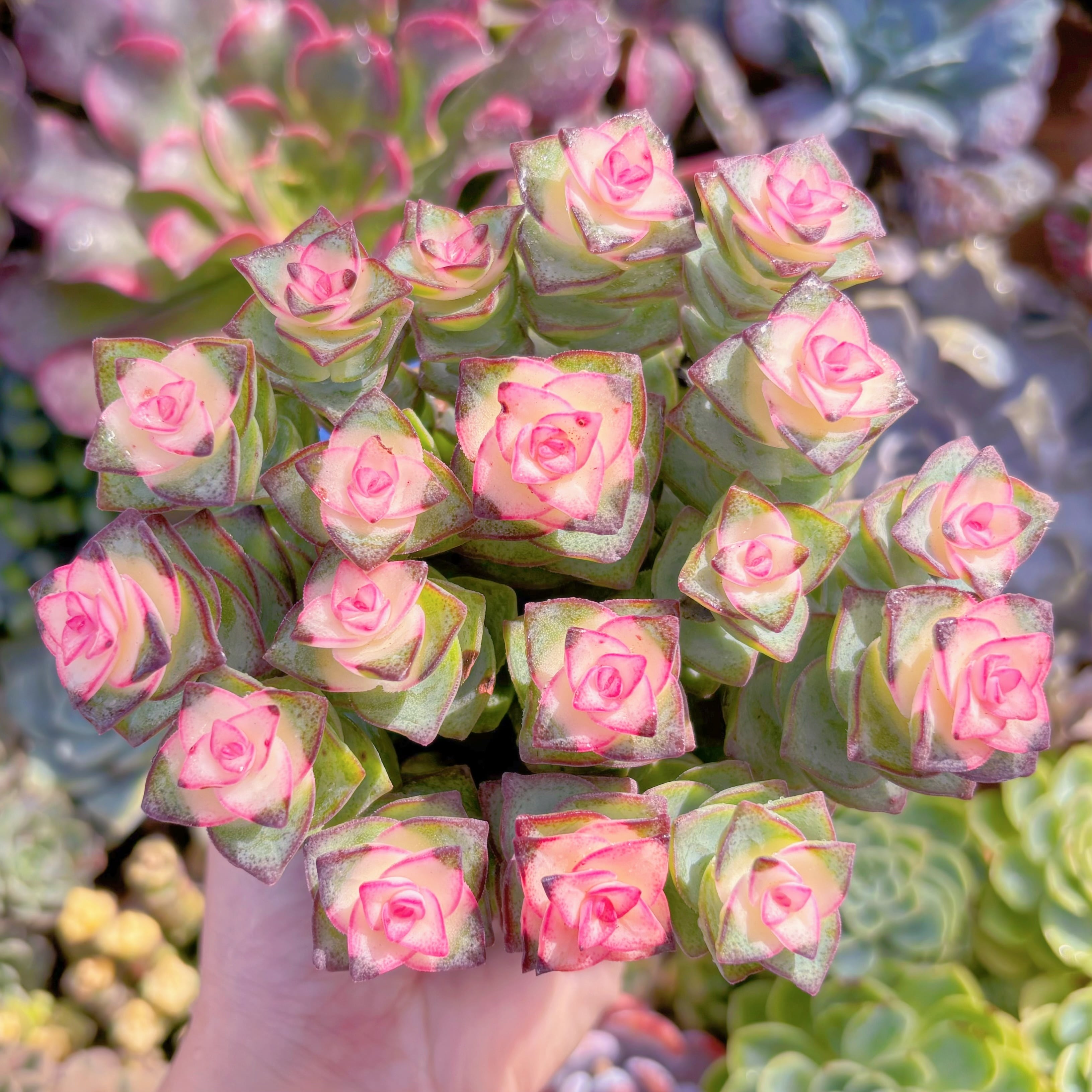 多肉植物　星王錦(18頭)　新入荷　るる農園