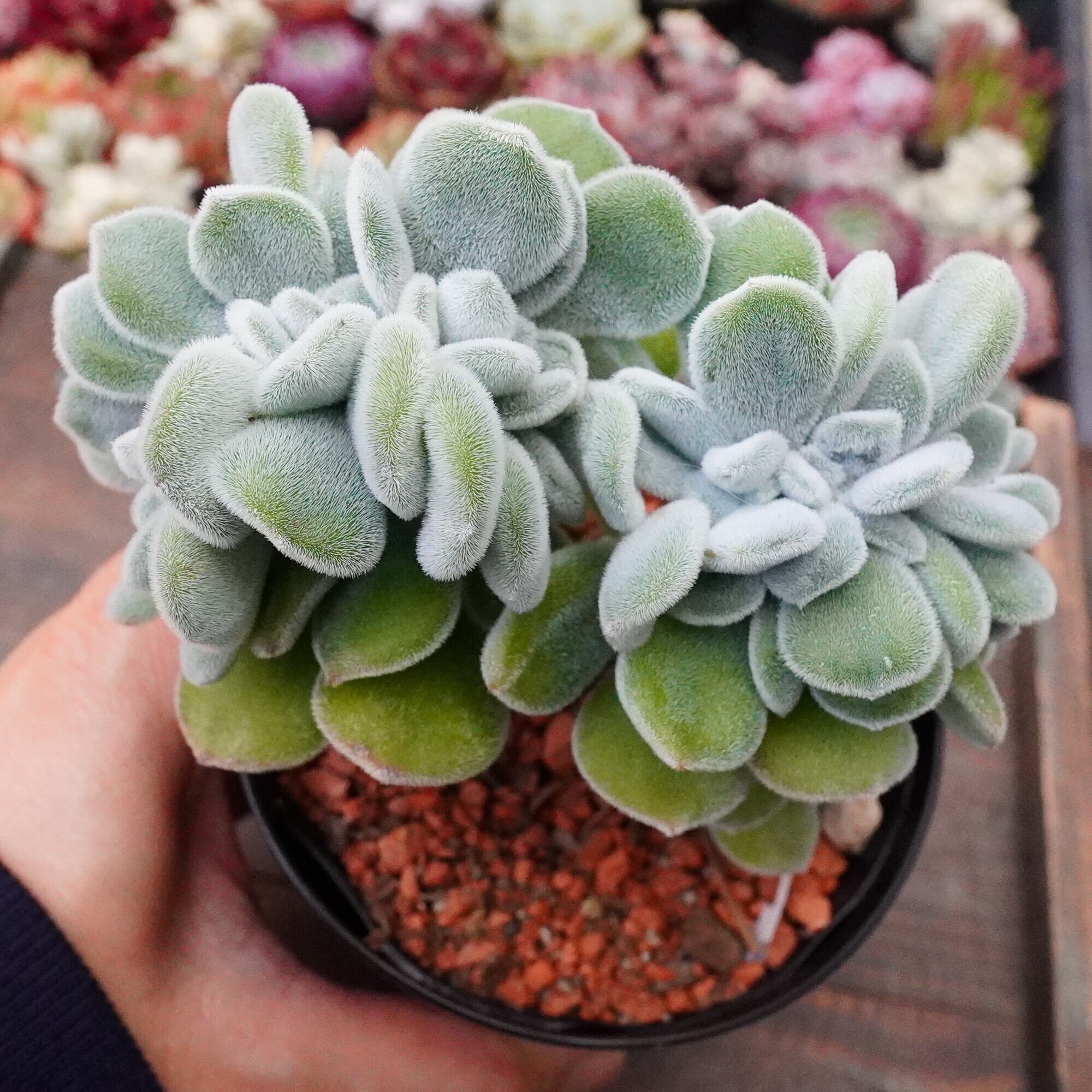 Dyckia Raijin （ディッキア 多肉植物 | 1STSSS.COM