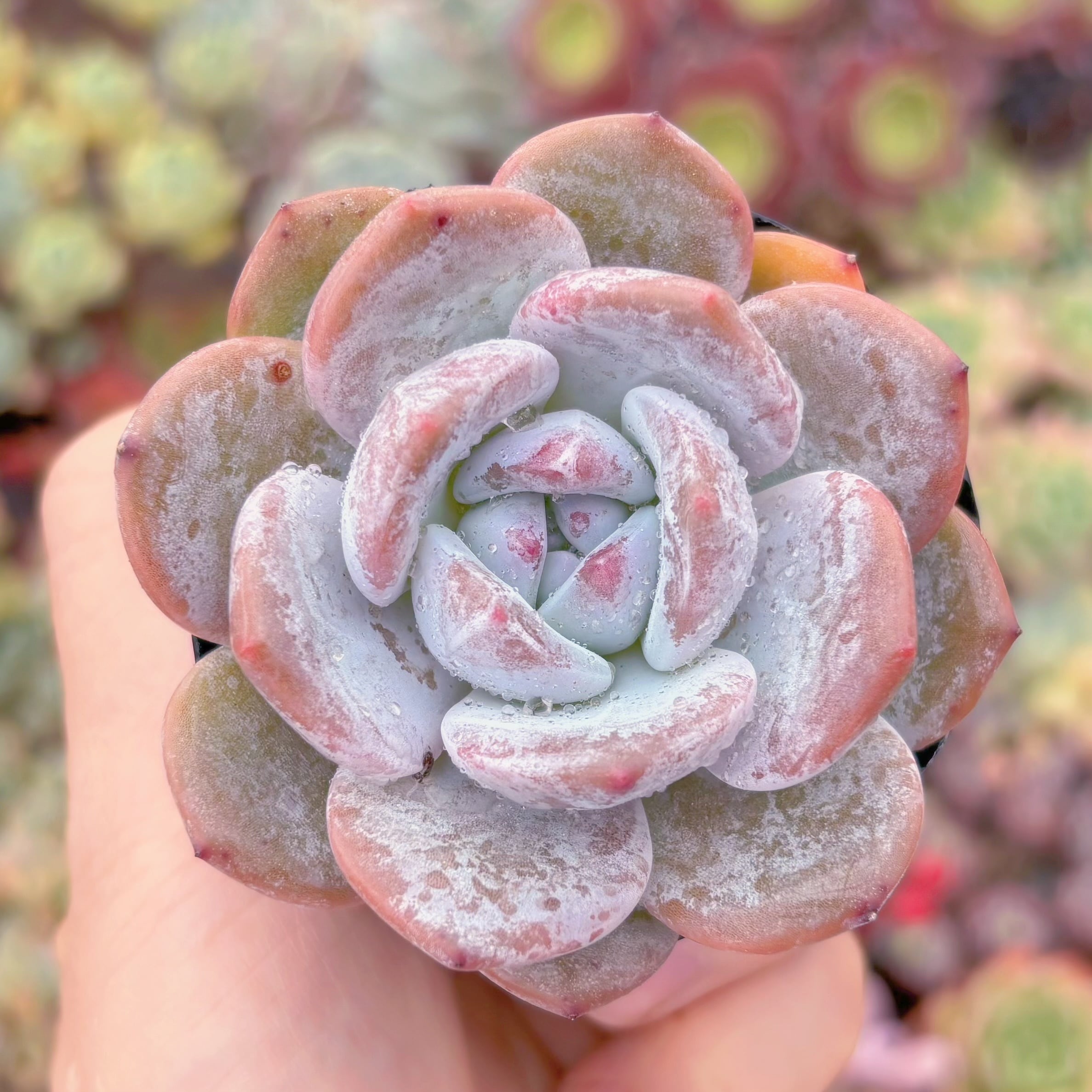 現物　ミルクティー#2210　古株　るる農園