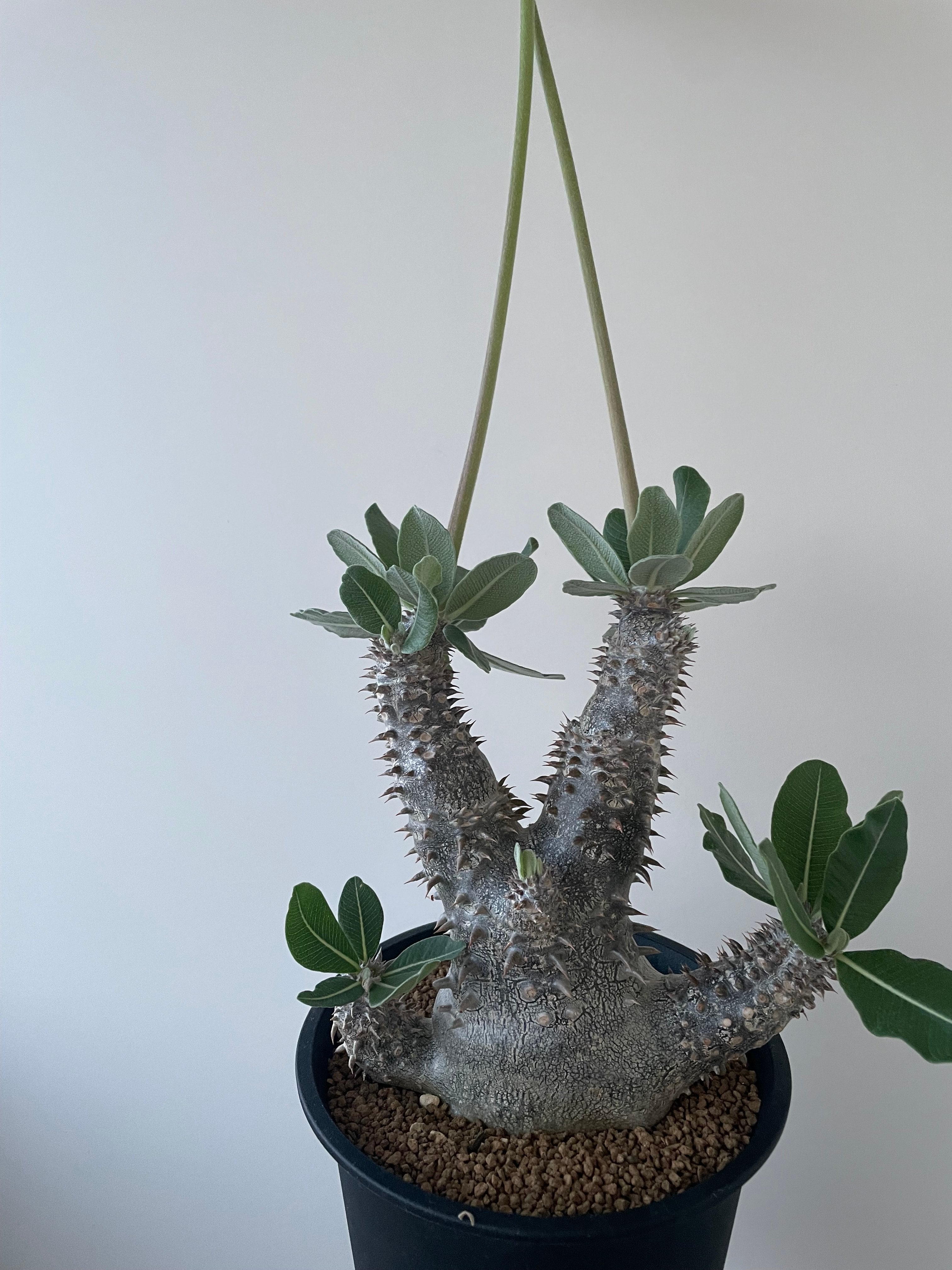 極上品】Pachypodium Tackyi【一流ナーセリーの親株クラス