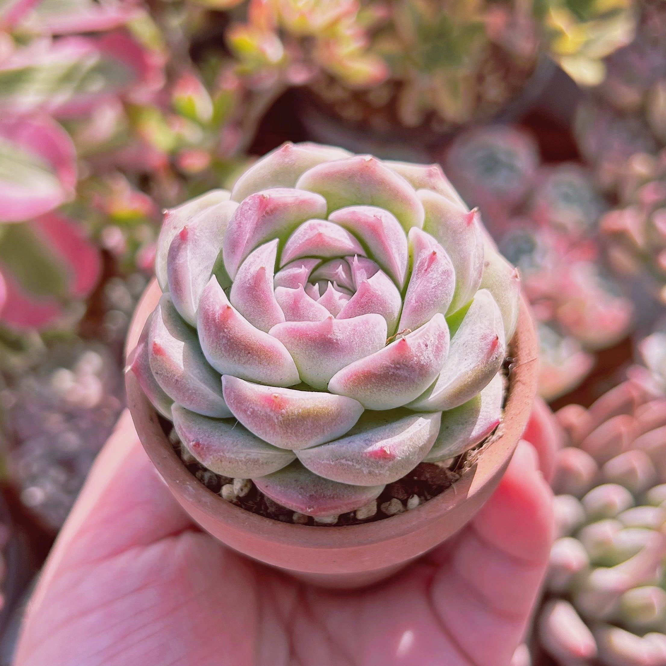 多肉植物 新品種 桃ソーダ | るる農園~多肉植物専門