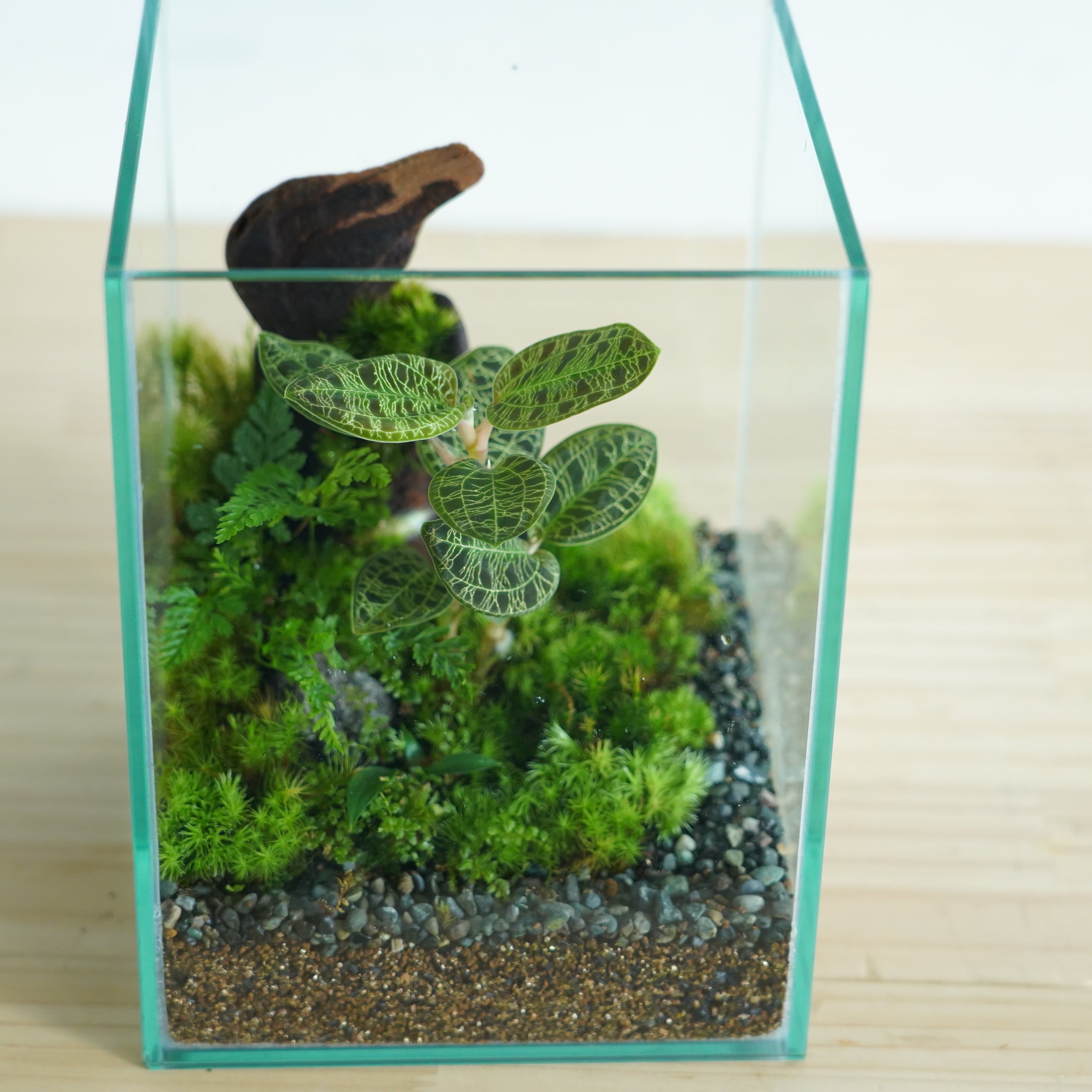 苔テラリウム作品『森の宝石No.1』◆限定作品 12.12#3