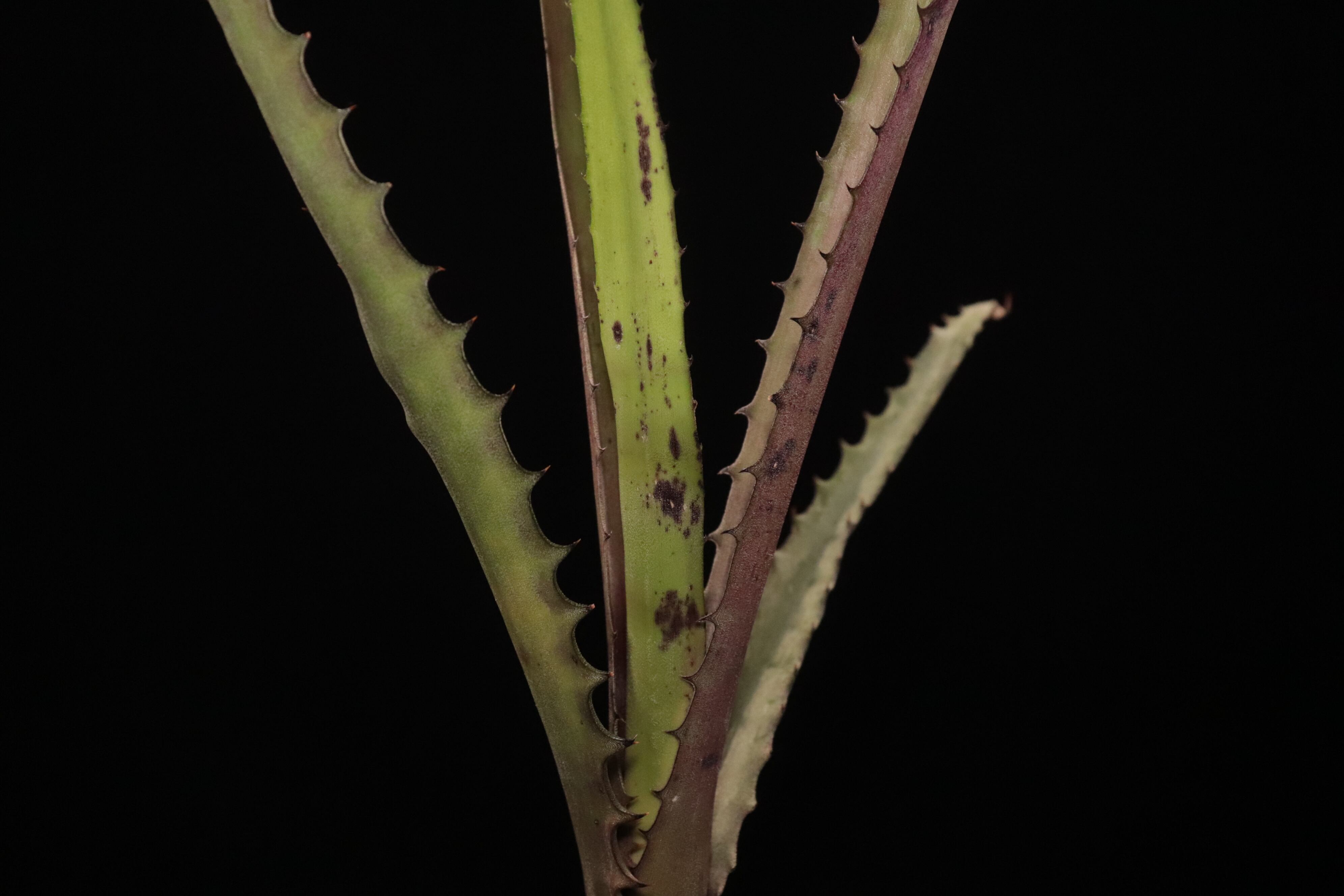 【送料無料】Aechmea tocantina〔エクメア〕現品発送A0164 送料無料】Aechmea tocantina〔エクメア〕現品発送A0164 | plane plants