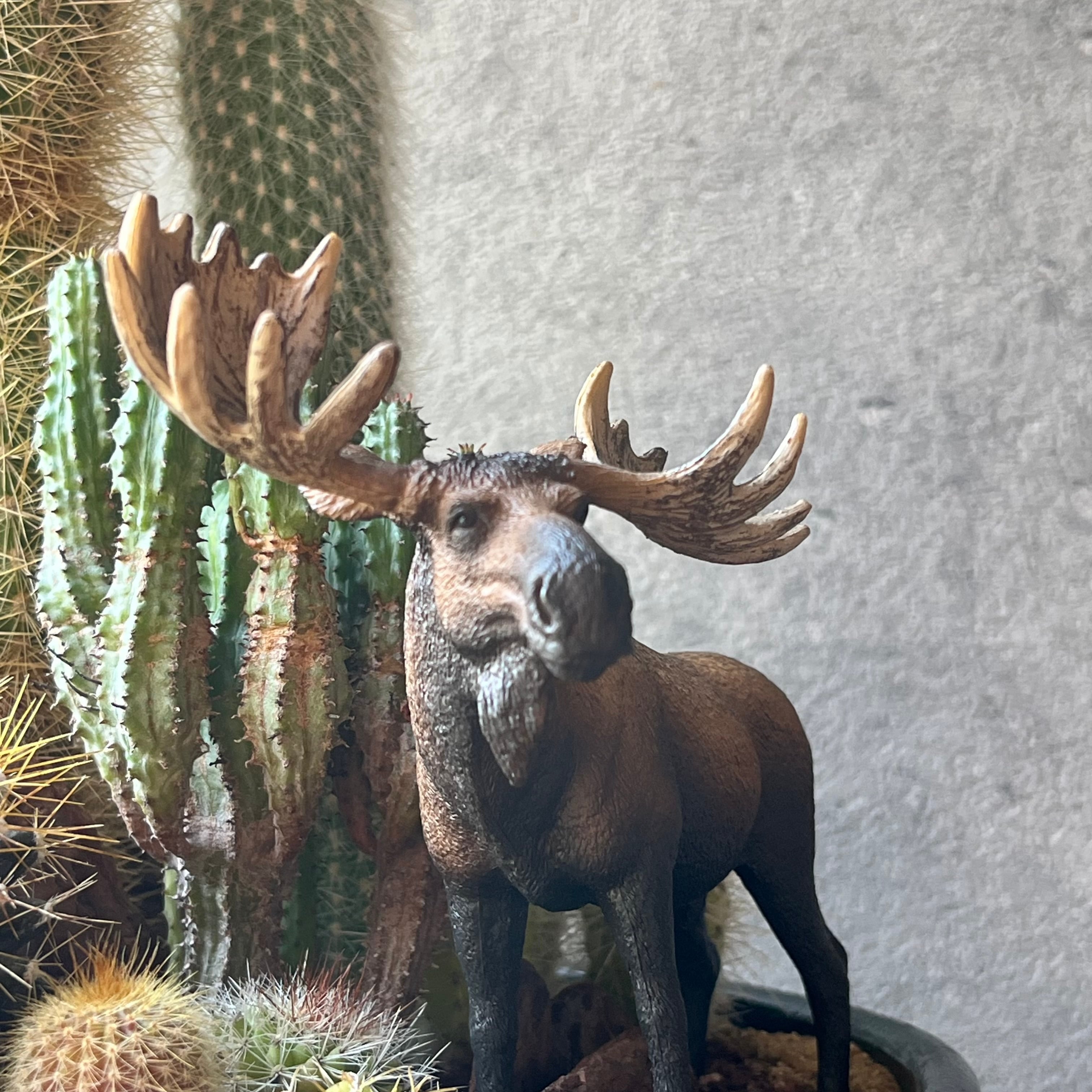 moose ムース | SABOTEN MISSILE