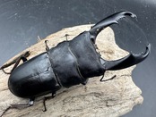 【WD】《西ペレンヒラタ（スラウェシオオヒラタ） 92.5mm ペア》