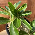 Pachypodium enigmaticum【パキポディウム・エニグマティクム・実生】