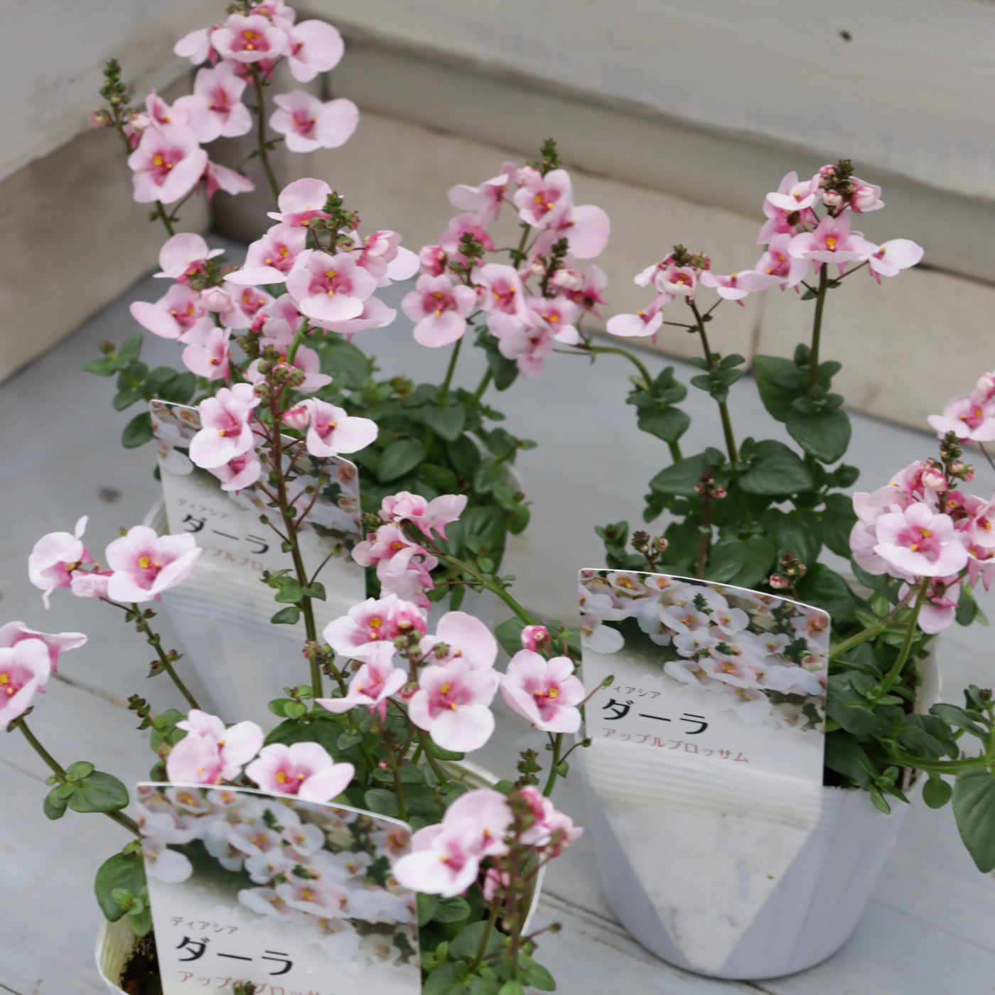 Green heartꕥオンラインショップ