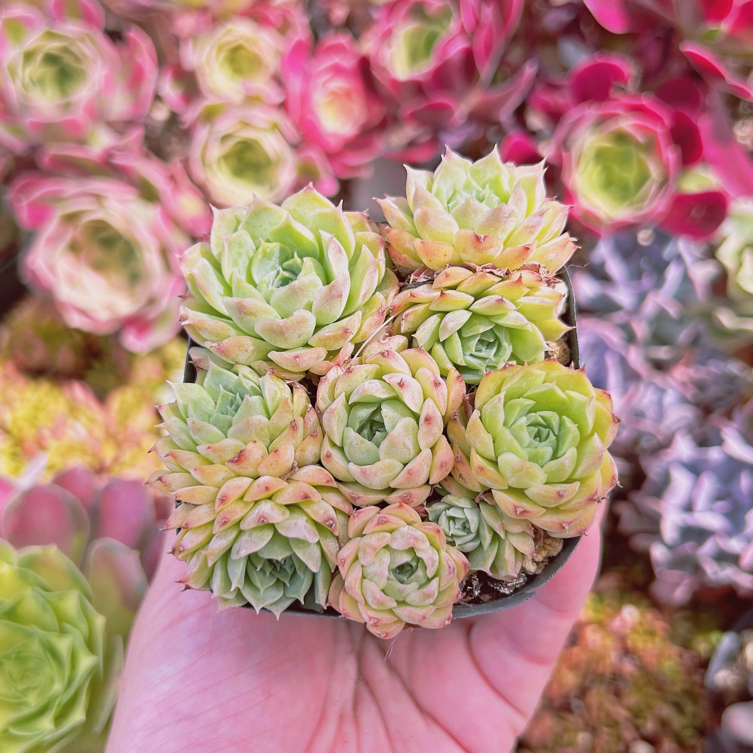 925現物 多肉植物 シャルローズ 抜き苗 | るる農園~多肉植物専門