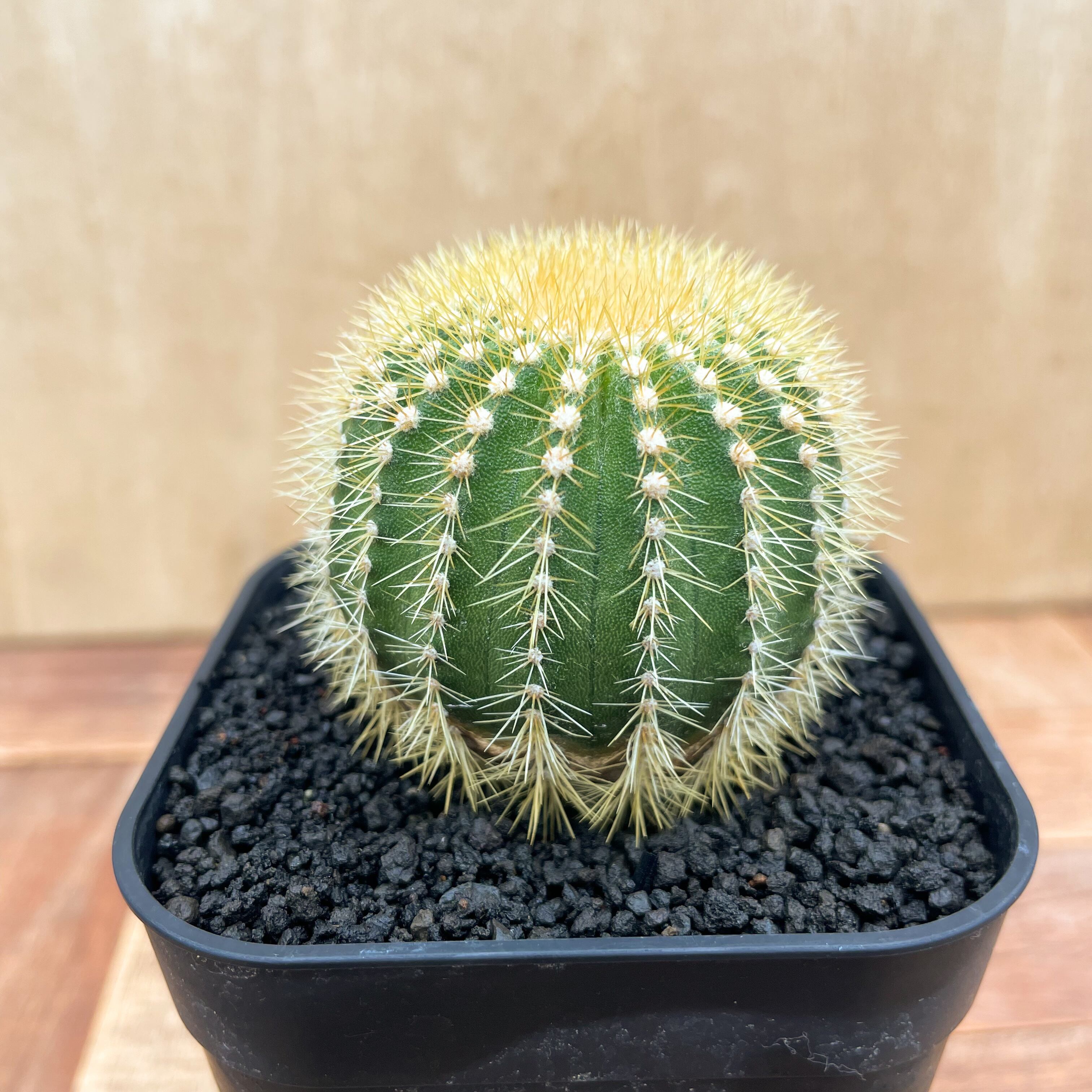 Uebelmannia pectinifera v. eriocactoides【ユーベルマニア・エリオ