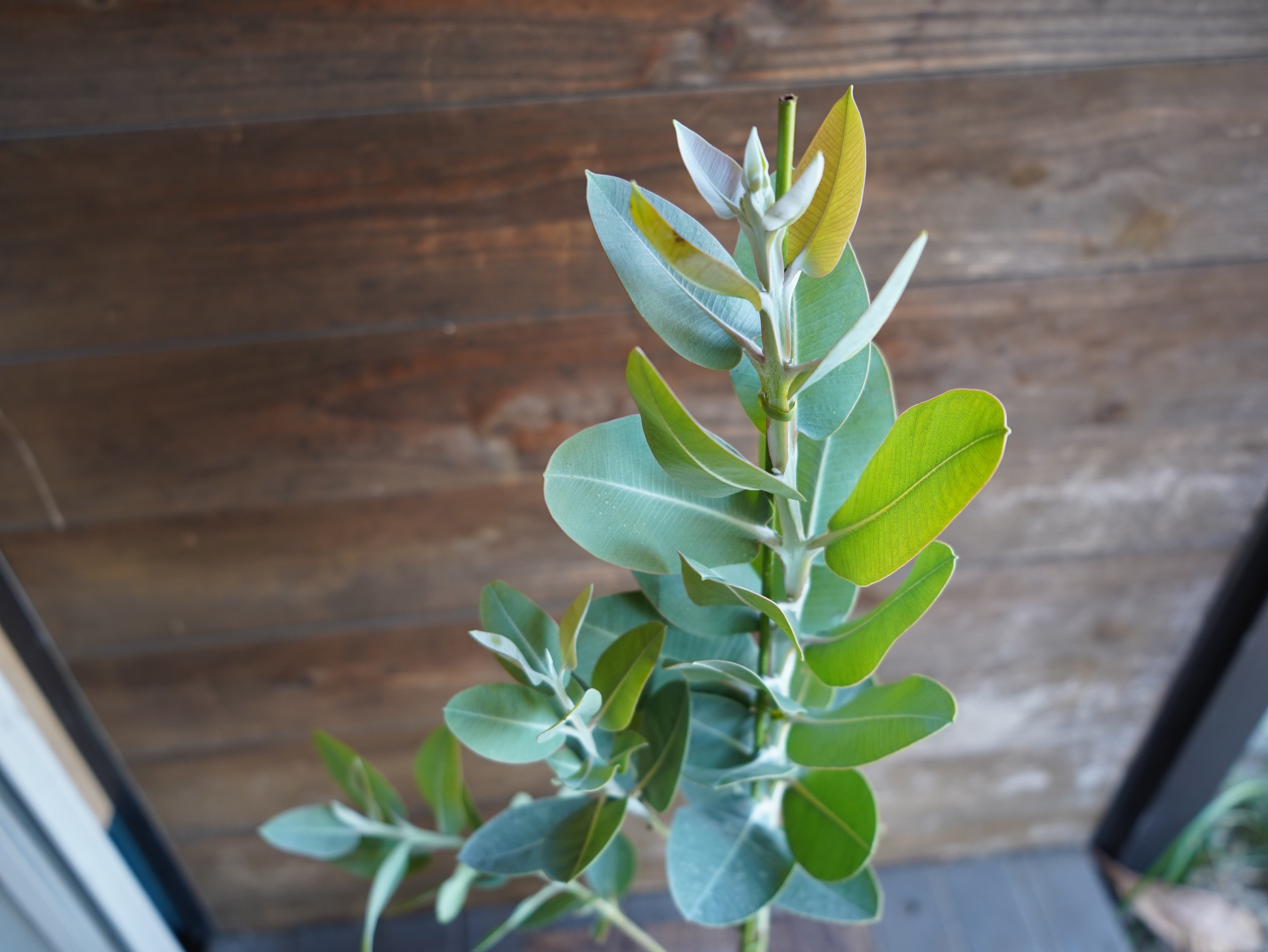 【現物】ユーカリ ”プレウロカルパ” B