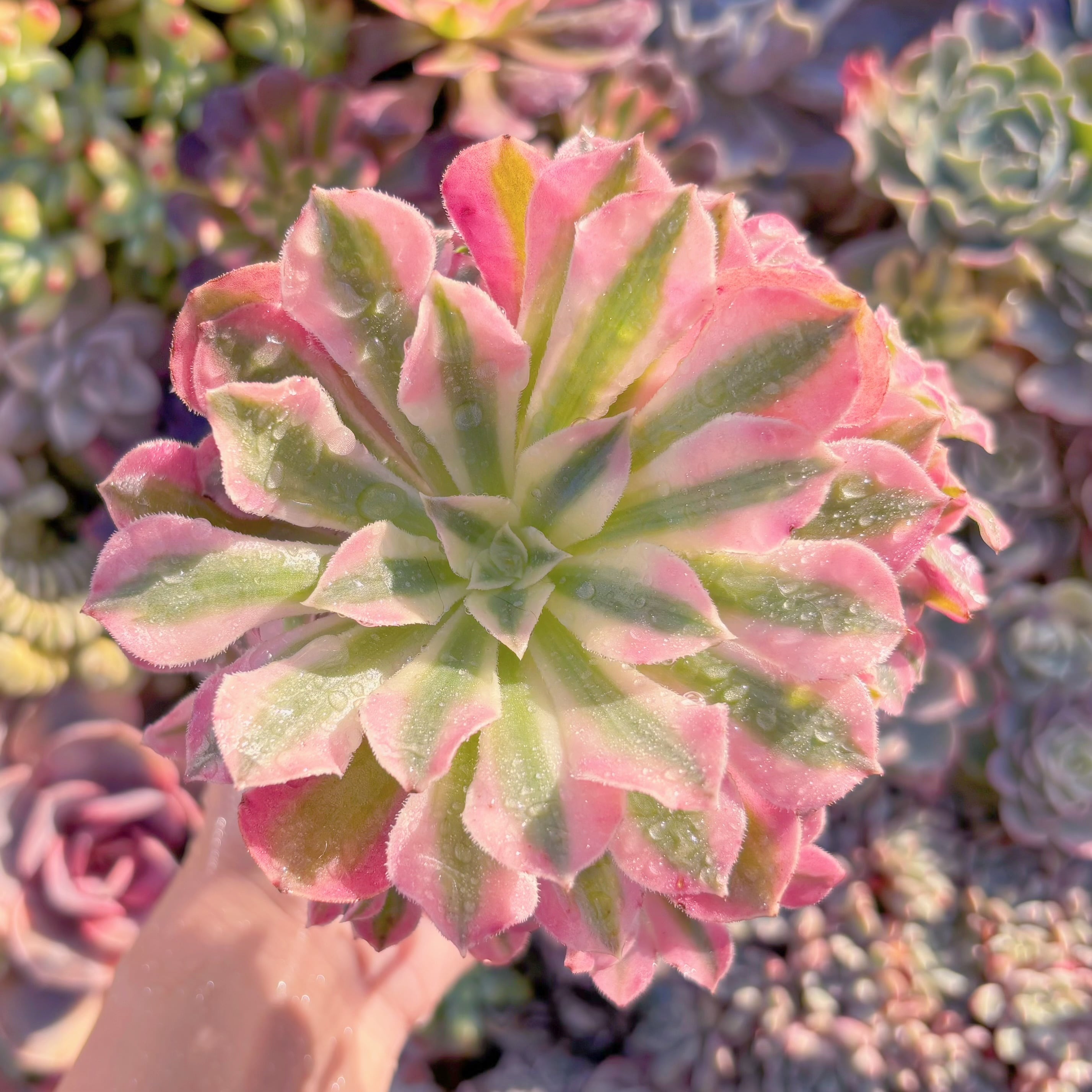 現品　美姫#M132　群生　るる農園