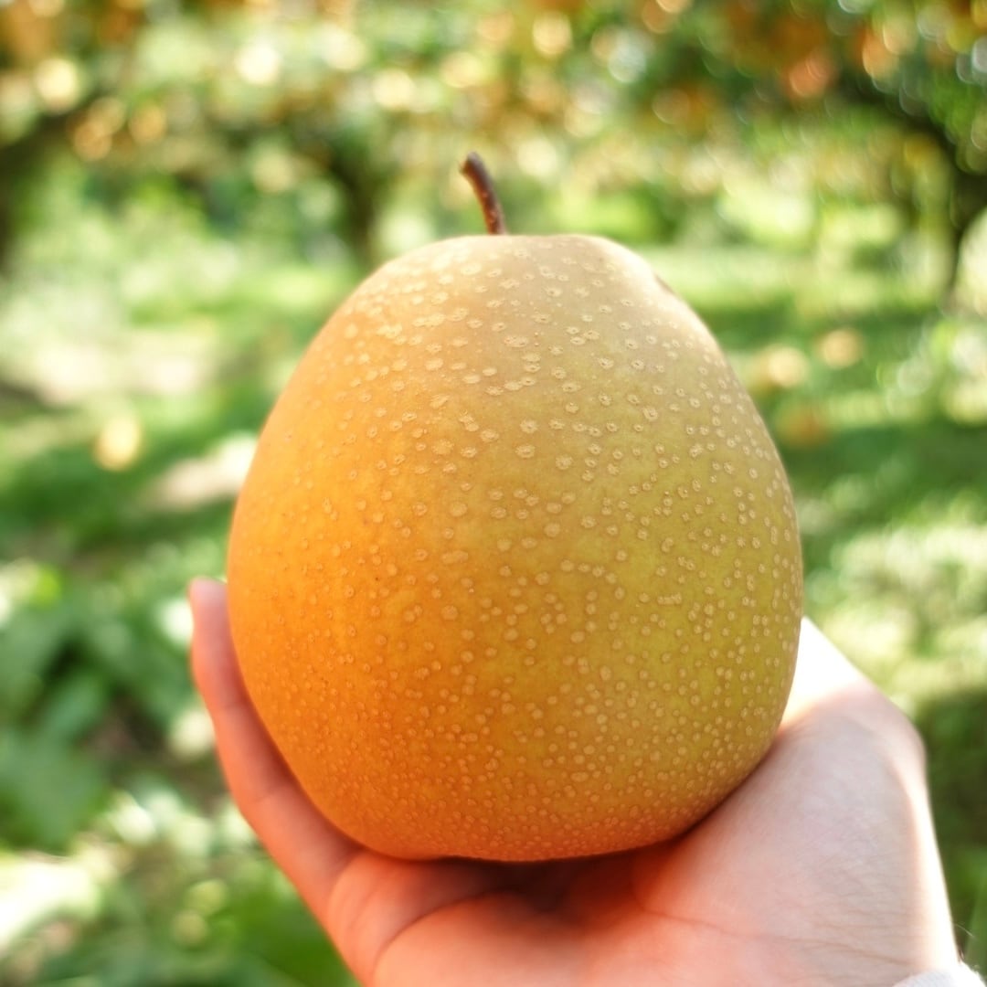 鳥取県産 ご自宅用 王秋梨 10キロ | こばやし農園