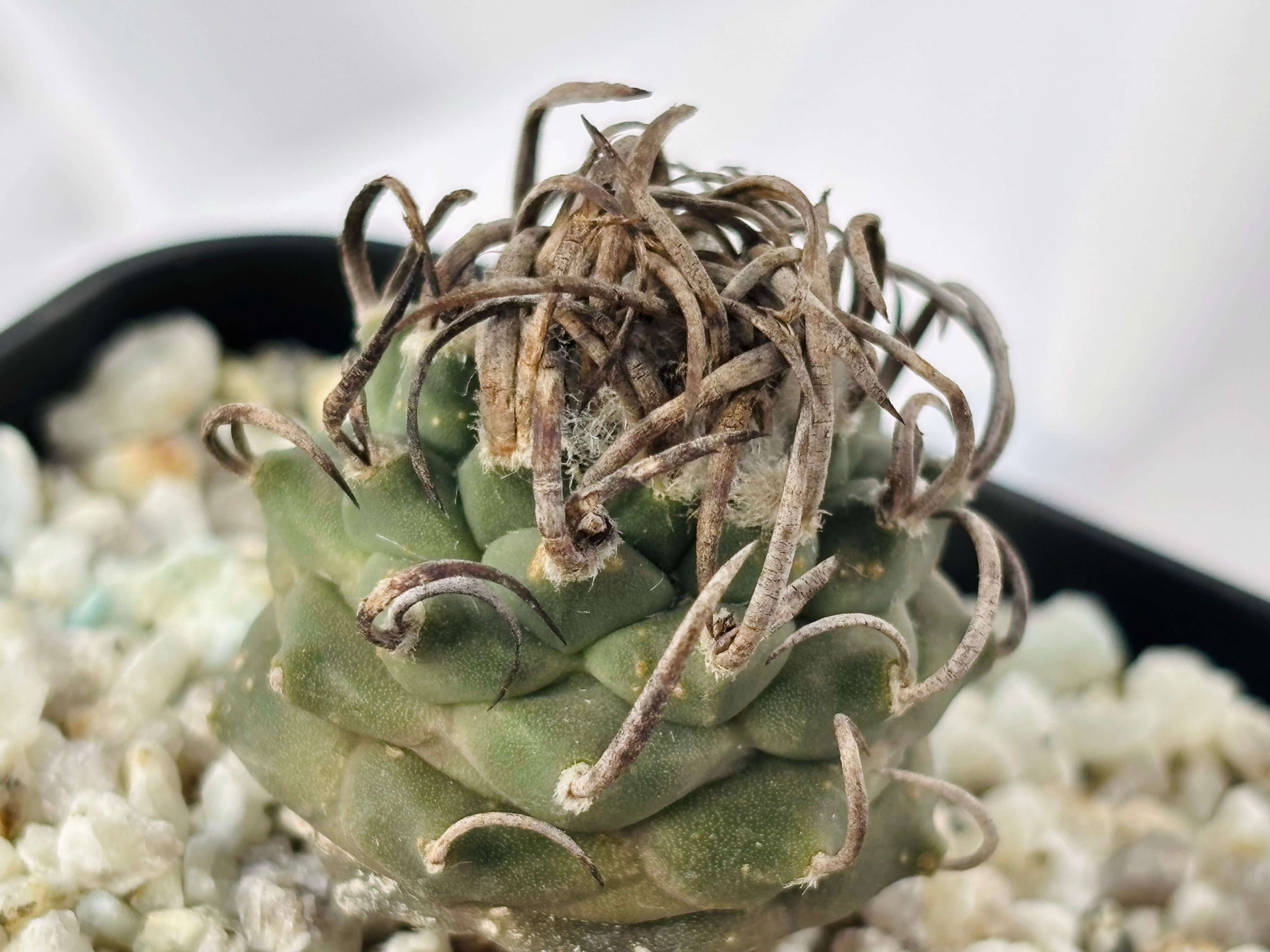 Turbinicarpus Schmiedickeanus ツルビニカルプス 昇竜丸 サボテン