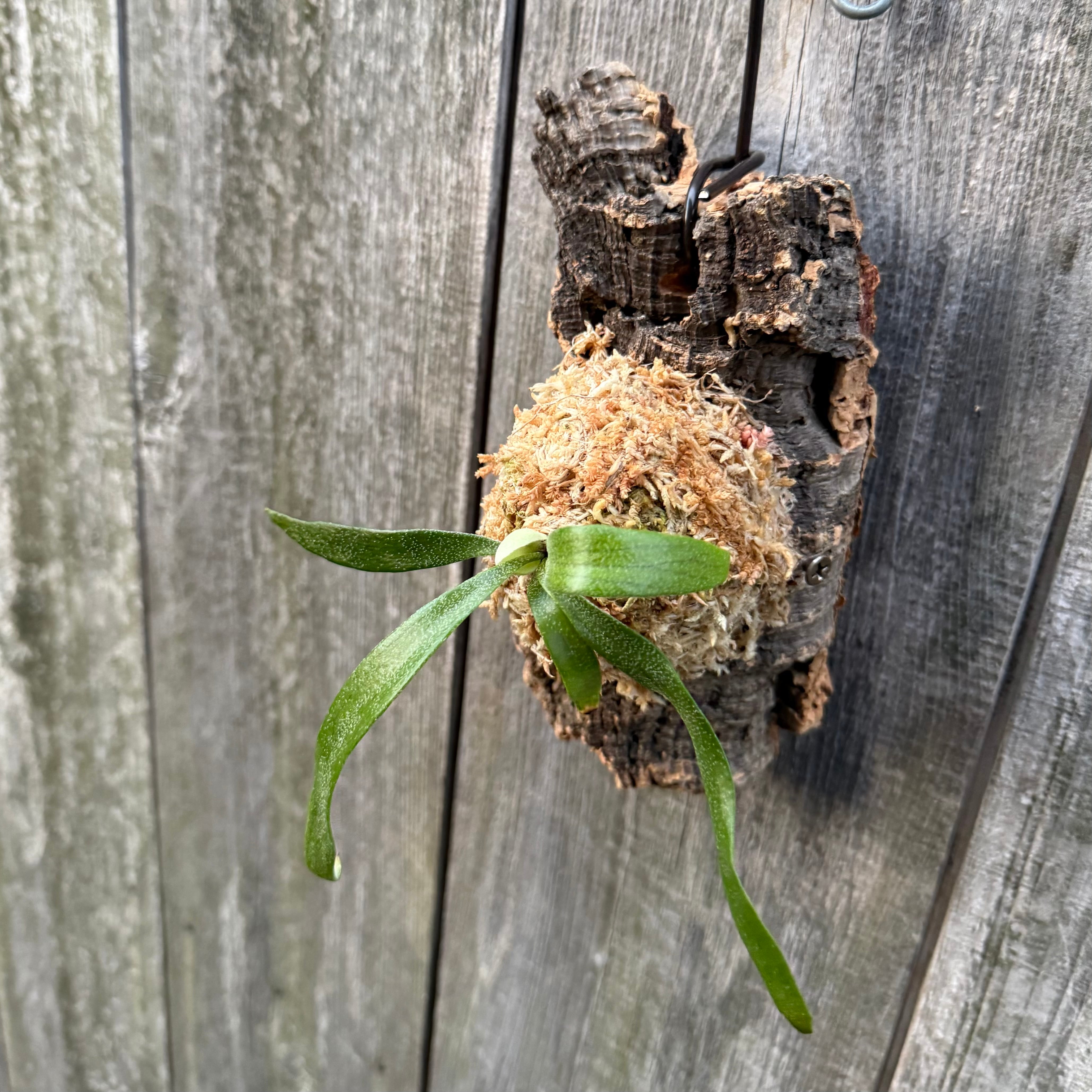 P. alcicorne dwarf (TC) | naturefix