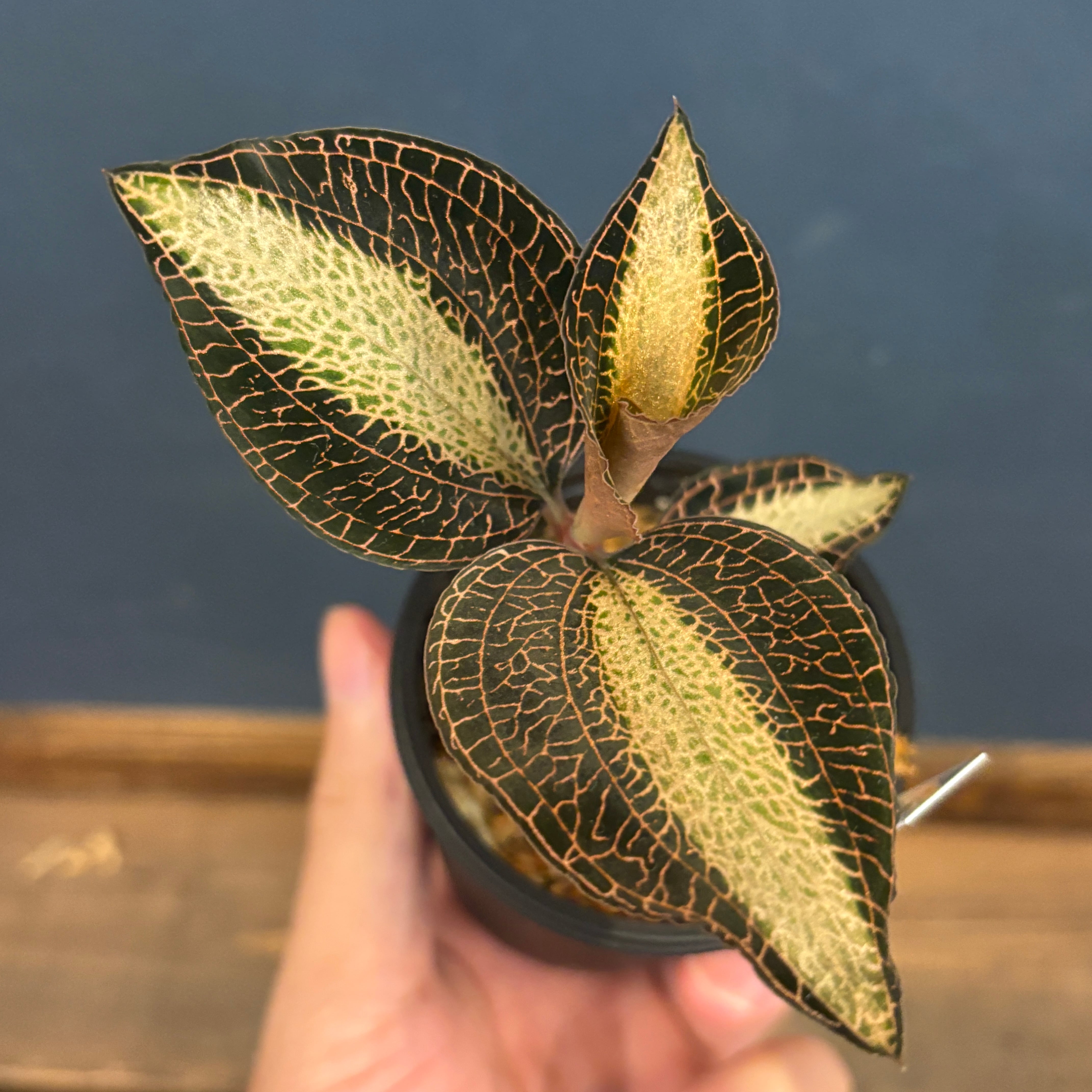 ジュエルオーキッド アネクトキルス ロクスバギー ミルキーウェイ【790】