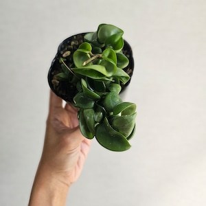 ②《ホヤ カルノーサ コンパクター》 Hoya carnosa 'Compacta' 観葉植物  ポット発送