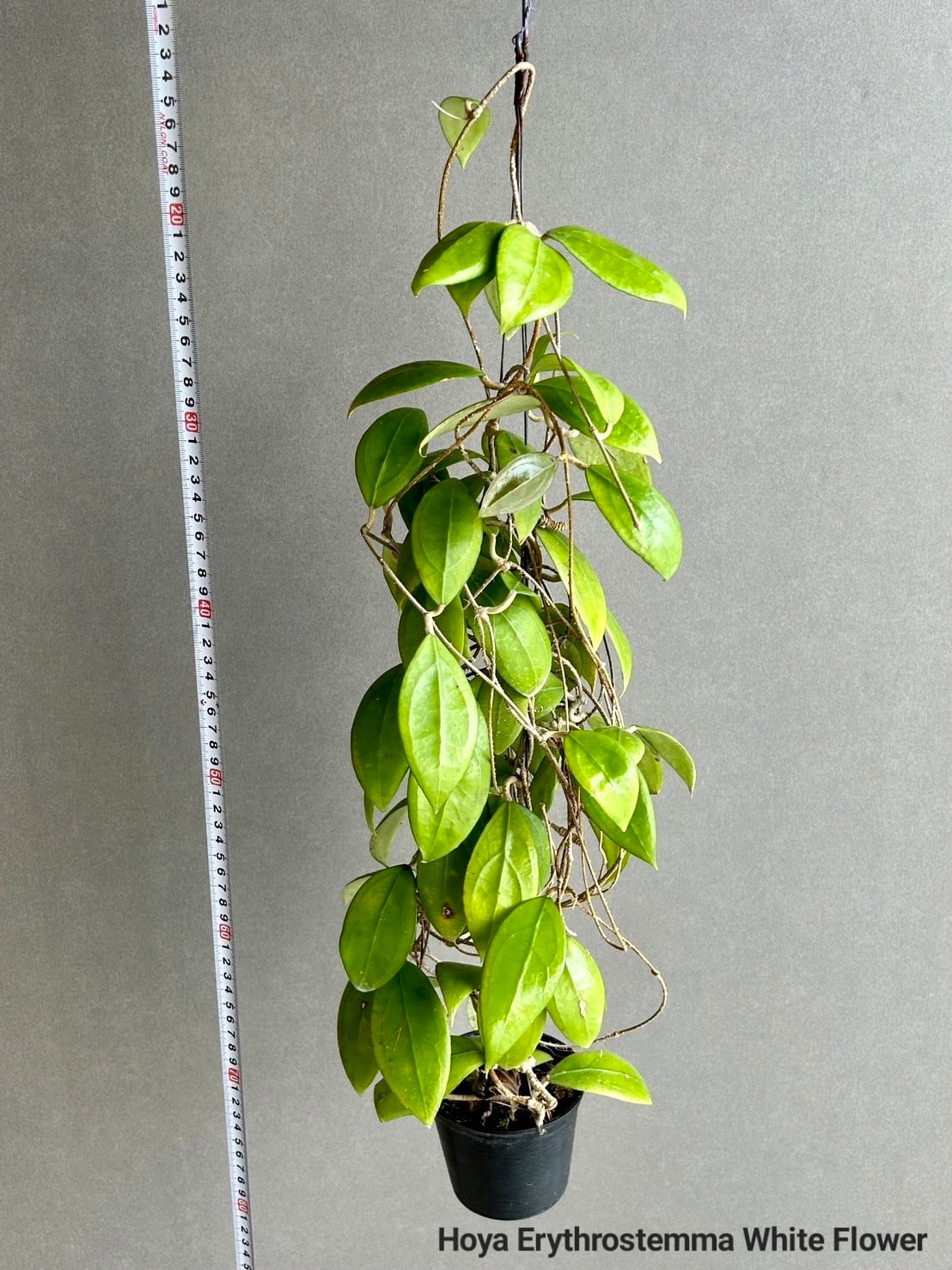 Hoya Erythrostemma White Flower 【artPLANTs】Hoya/ホヤ | artPLANTs