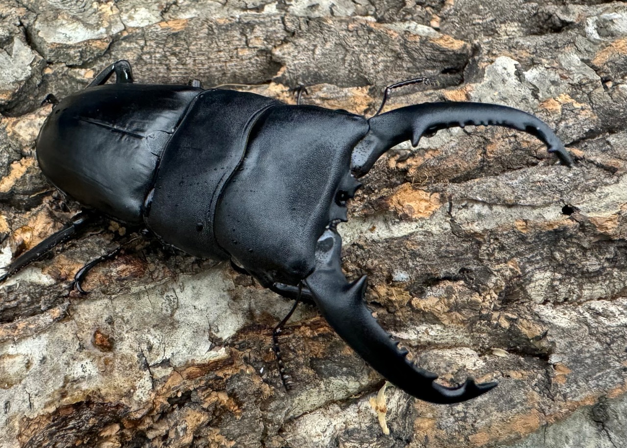 【WD】《パラワンオオヒラタクワガタ 85mm ペア》