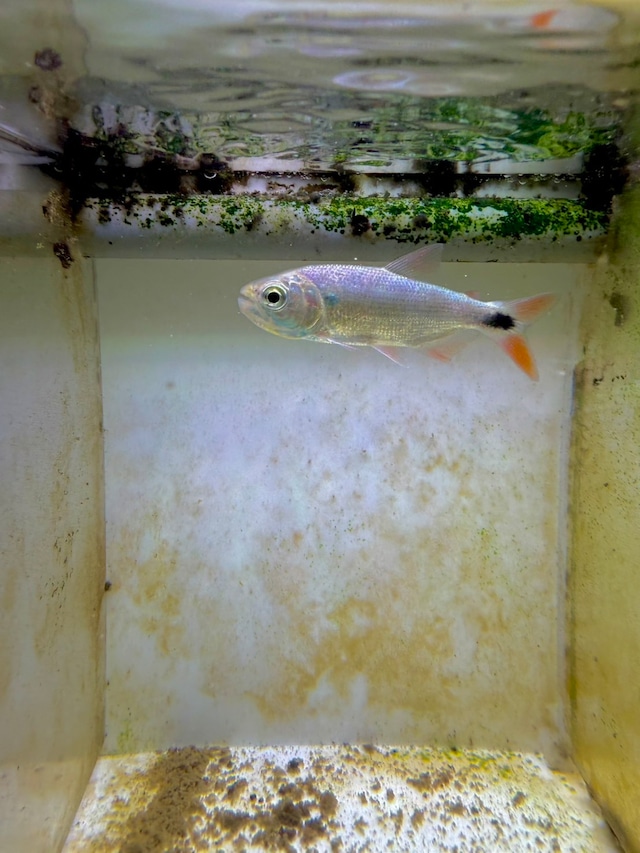 レッドフィンブリコン　・コロンビア