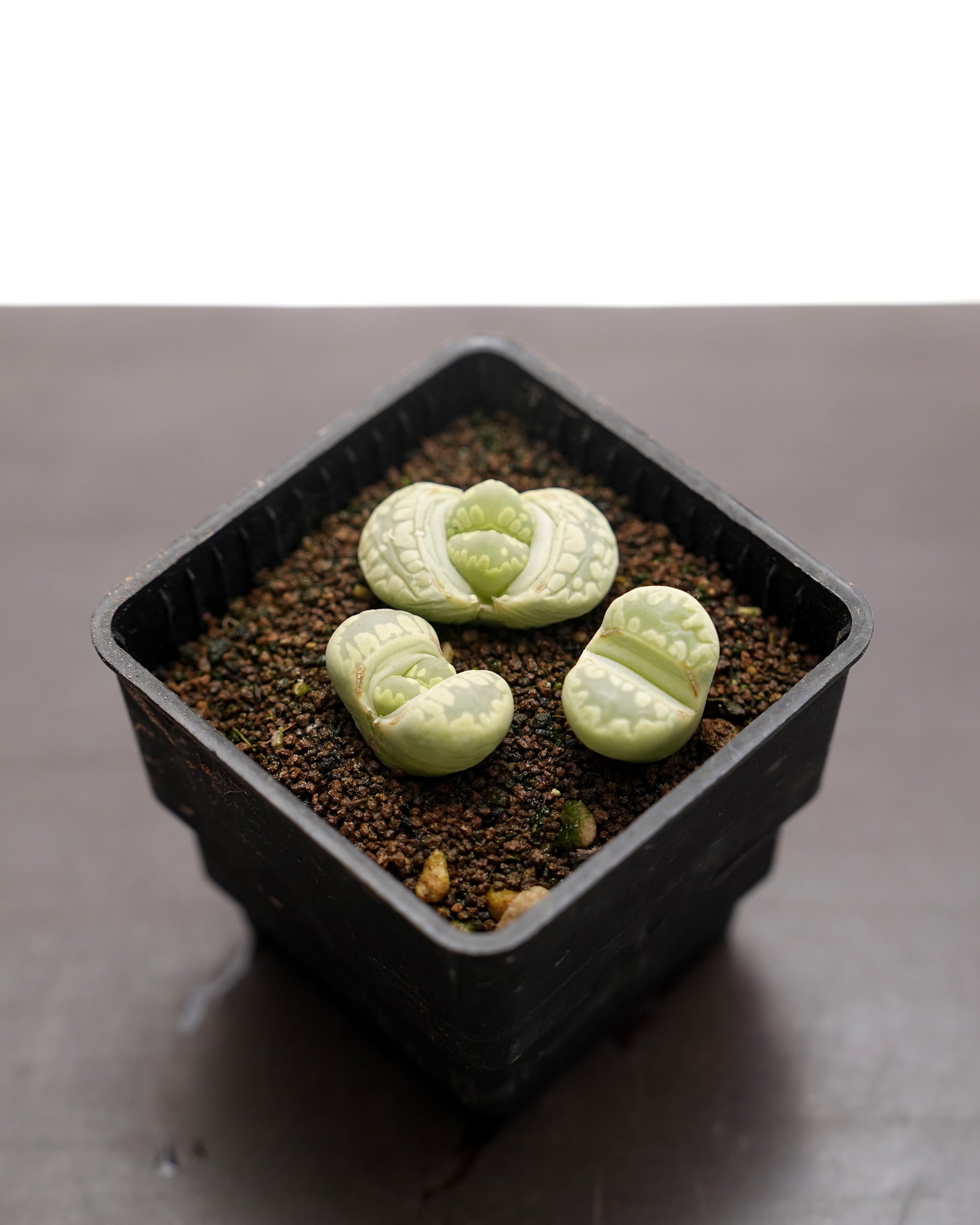 抜き苗 リトープス 緑大津絵 1～1.5cm Lithops otzeniana C350 'Green