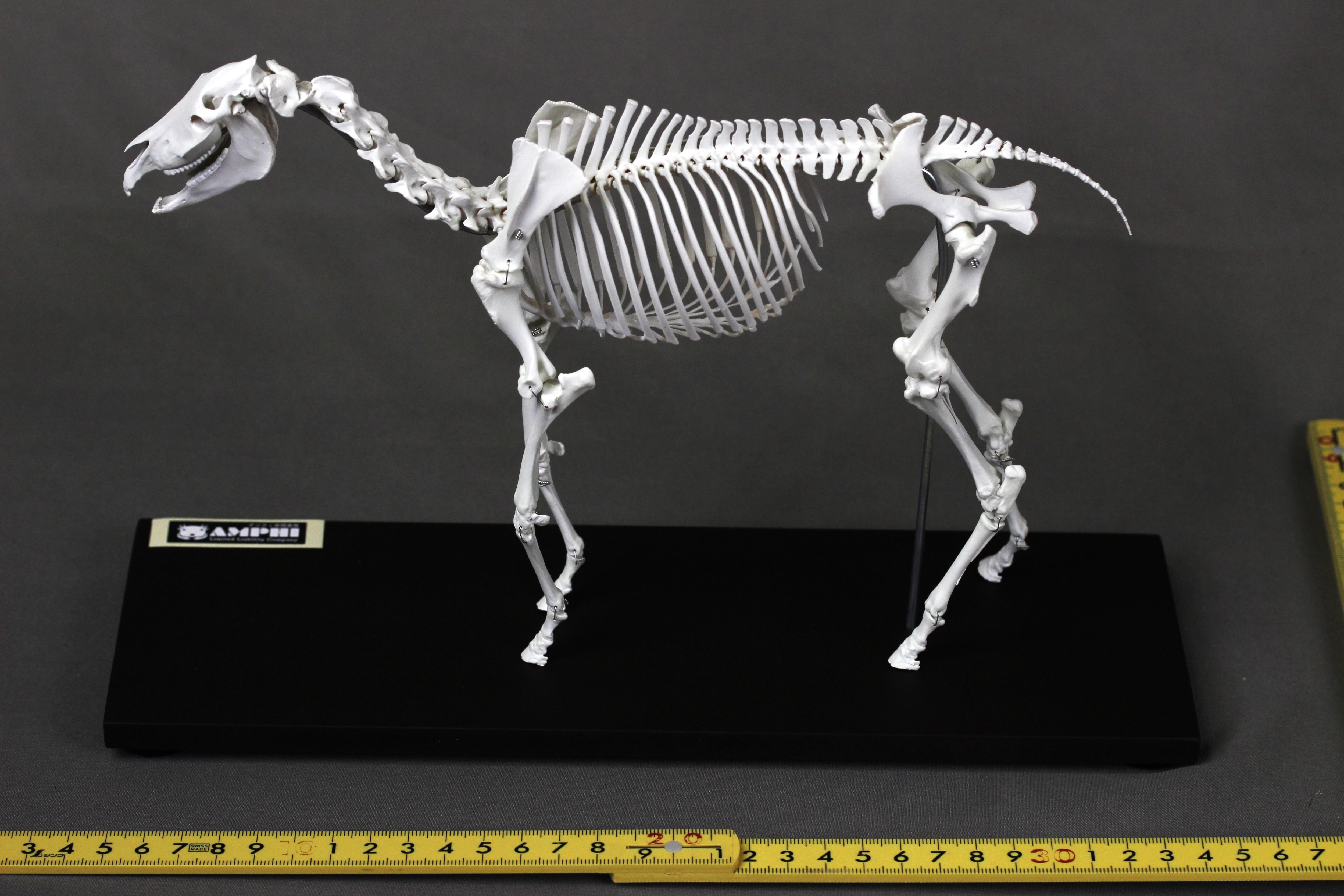 肩甲骨も含め可動式】ウマ (Equus caballus) 縮小全身骨格模型
