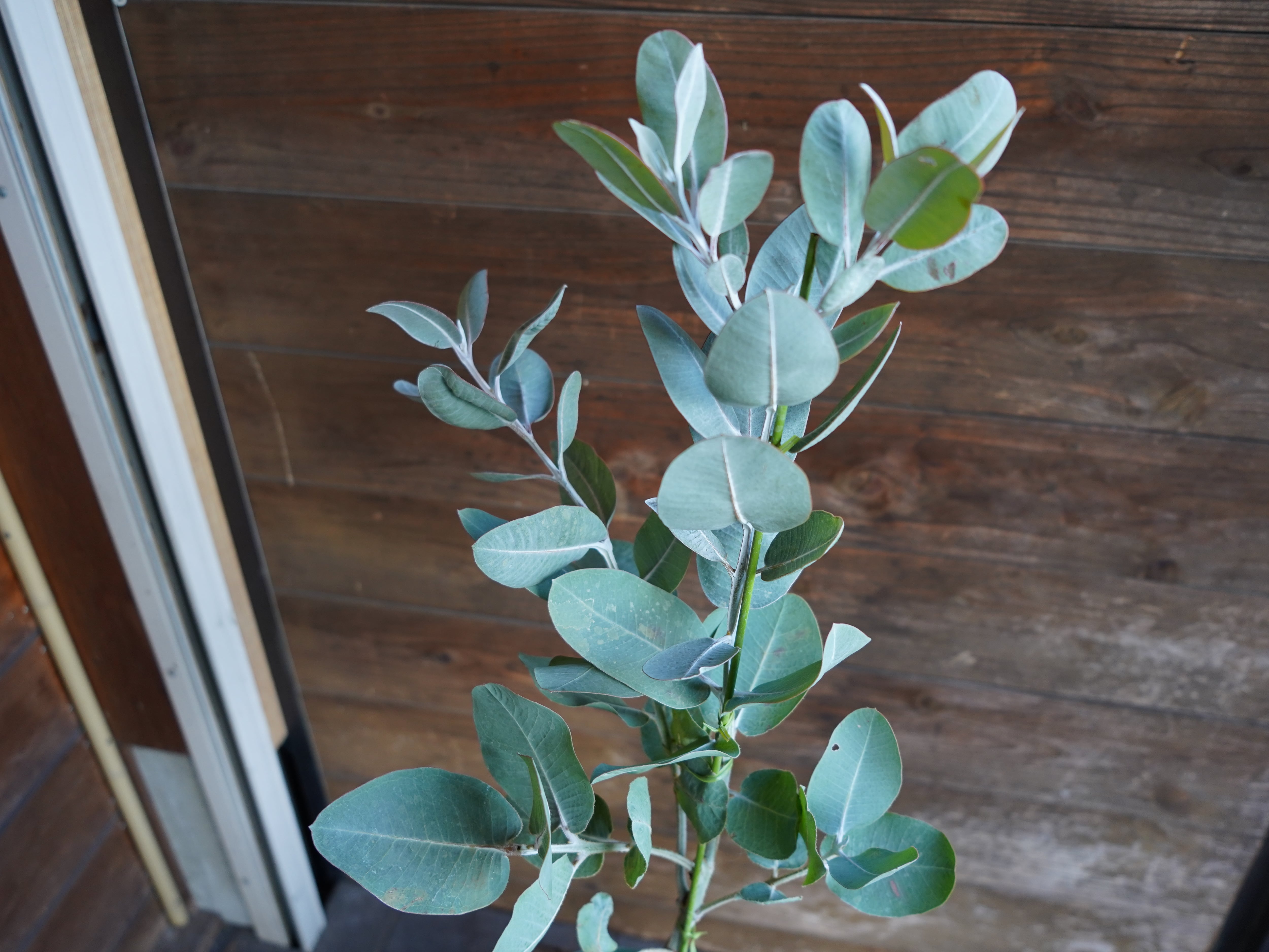 【現物】ユーカリ　”プレウロカルパ”　B