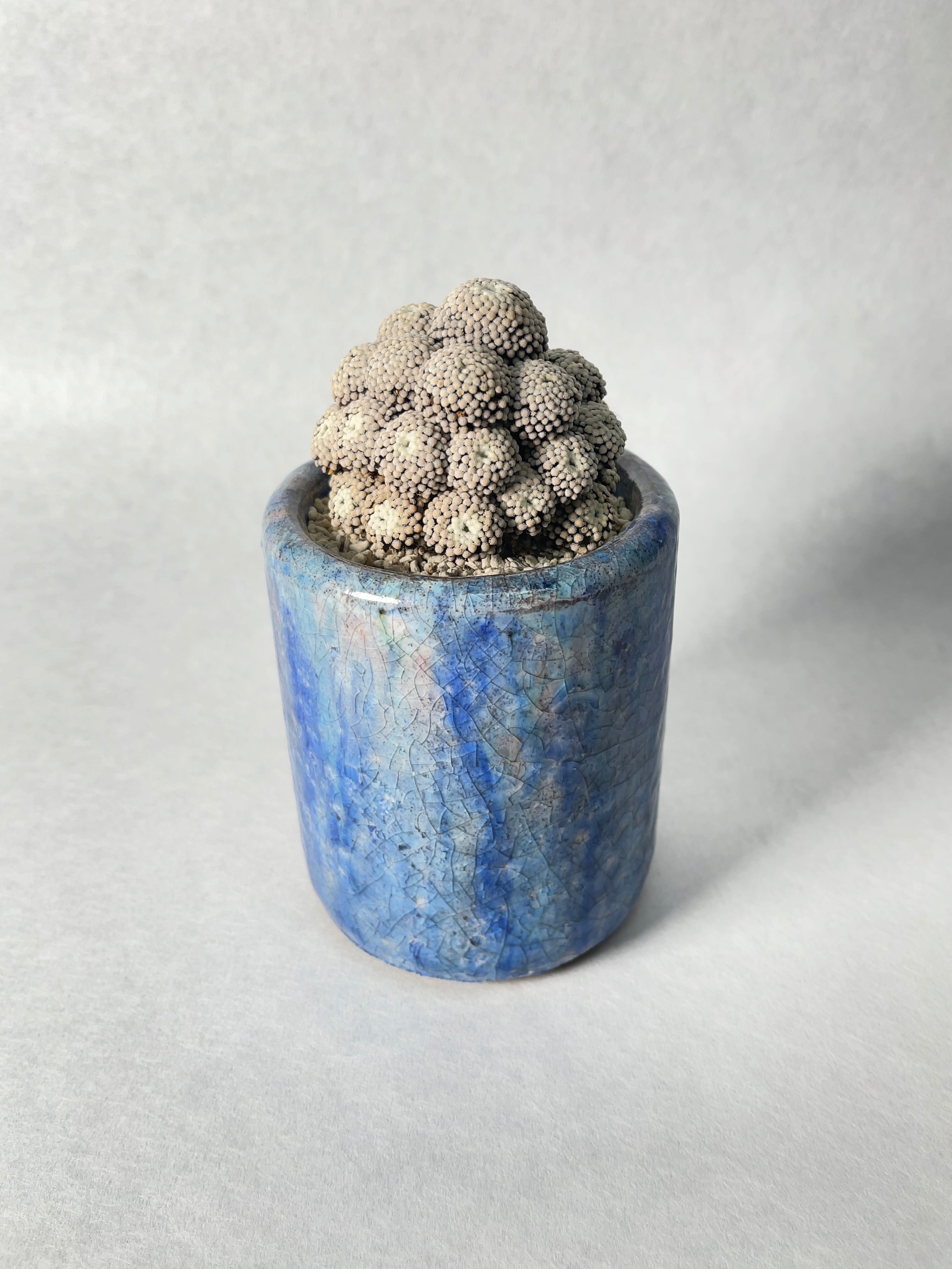 幻のサボテン‼️マミラリア “ルエッティ” 特選大株 マミラリア