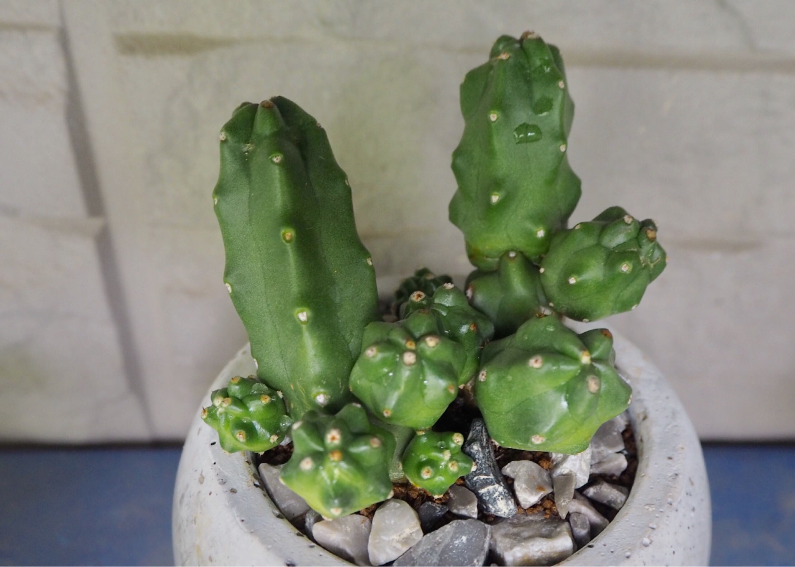 多肉植物 サボテン 桃太郎 ① 【公式通販】