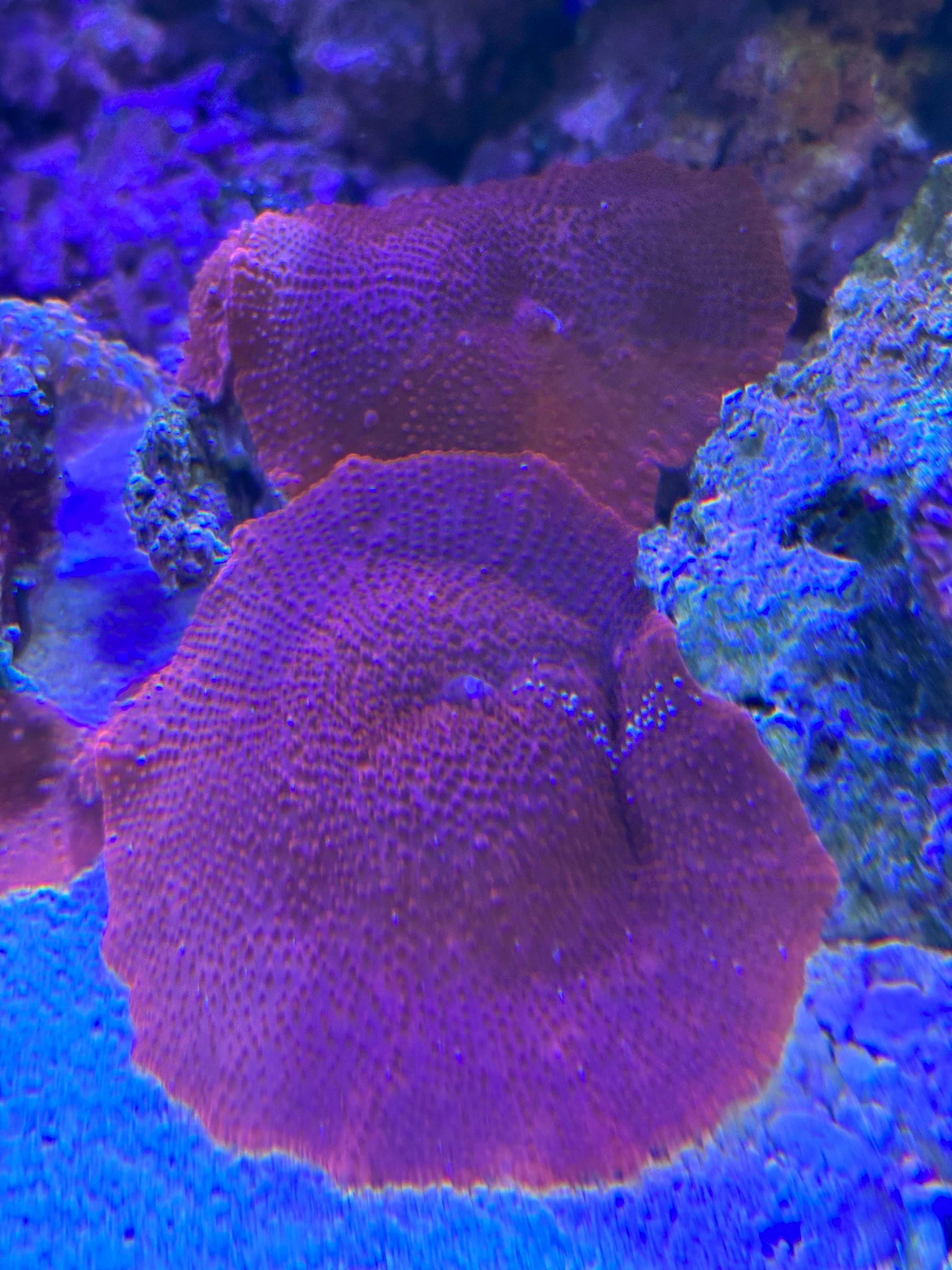 ディスクコーラルレッド　ライブロックつき ポリプ20個 Yahoo!オークション -「ディスクコーラル レッド」の落札相場