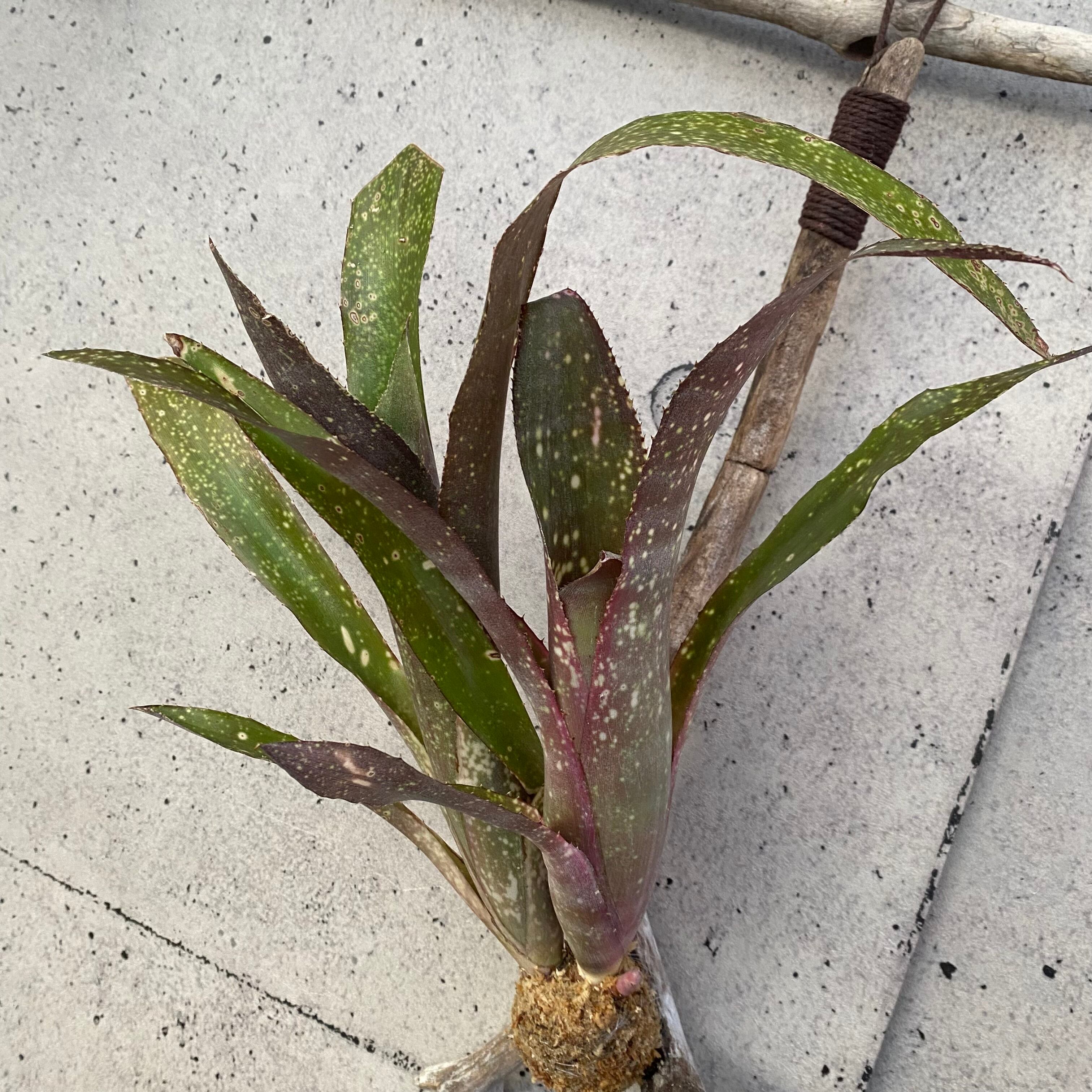 Billbergia Black Pearl① 抜き苗 タンクブロメリア Billbergia Black Pearl【artPLANTs】 ビルベルギア/タンク