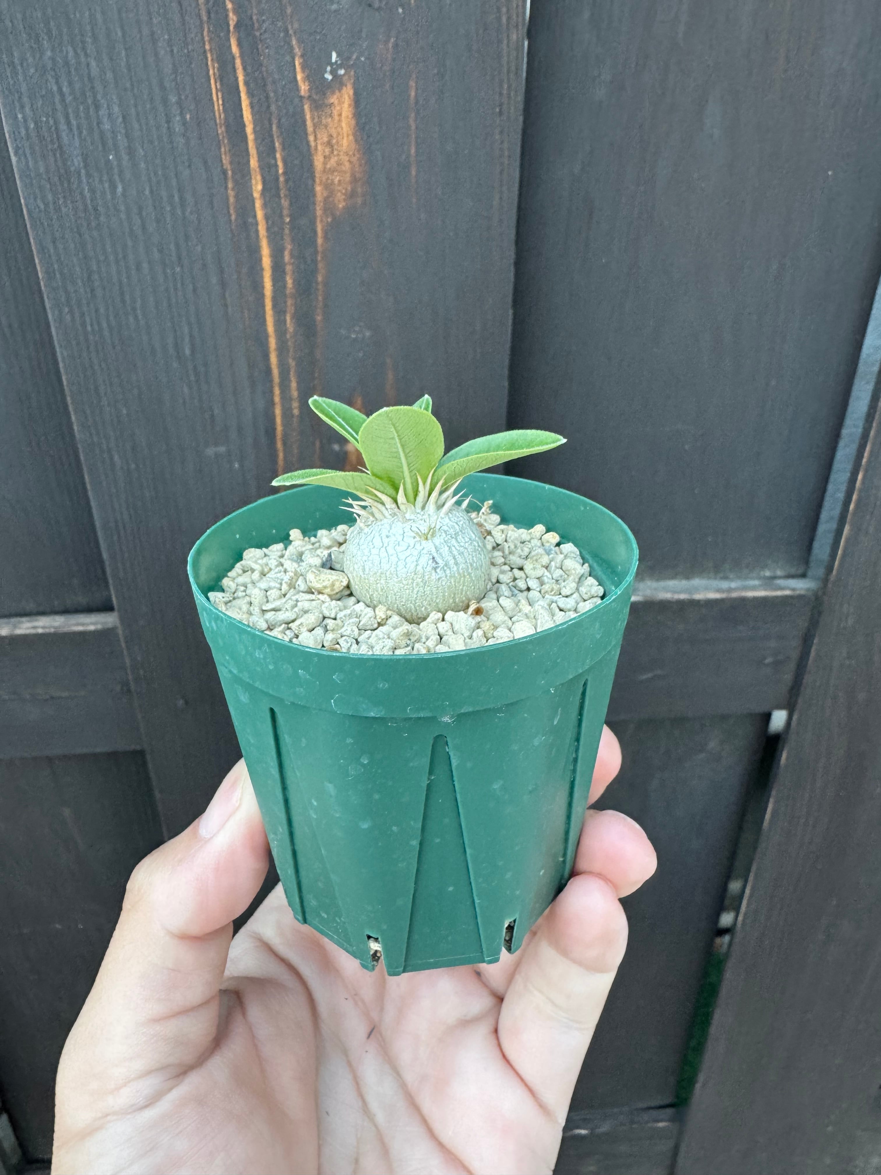 まんまるプランツ 60粒+ パキポディウム エニグマチカム 種 新着】Pachypodium Enigmaticum 1【選抜実生・まん丸】パキポディウム