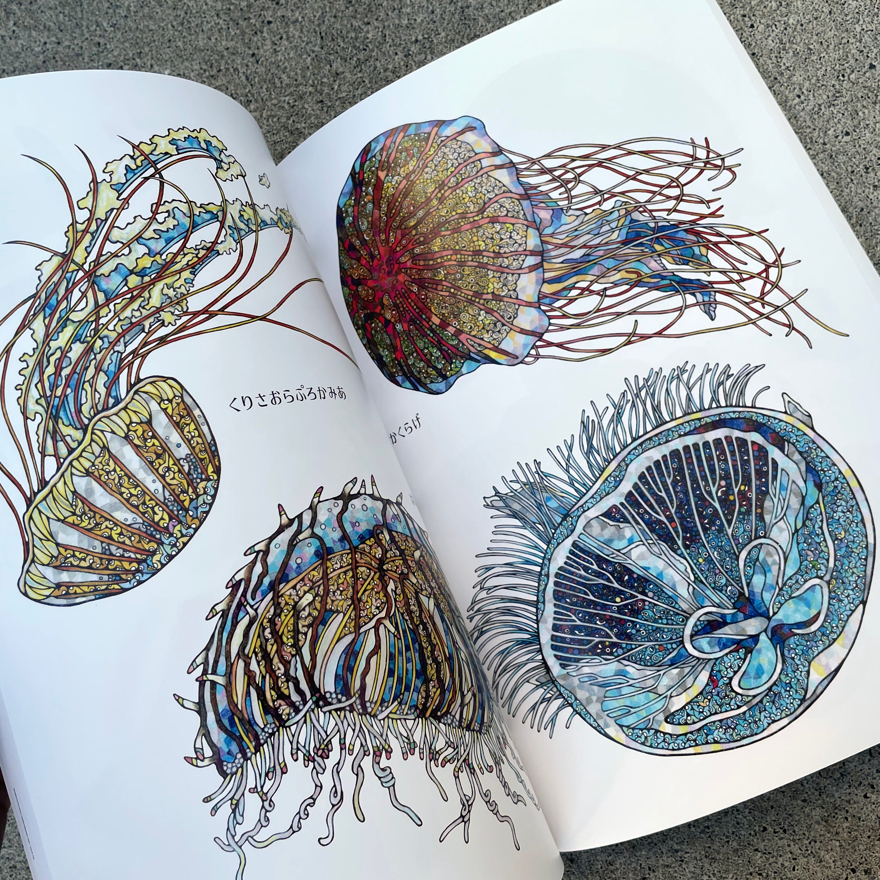 ブックレット】にぼしとさかなのいらすとずかん | NIBOSHI&