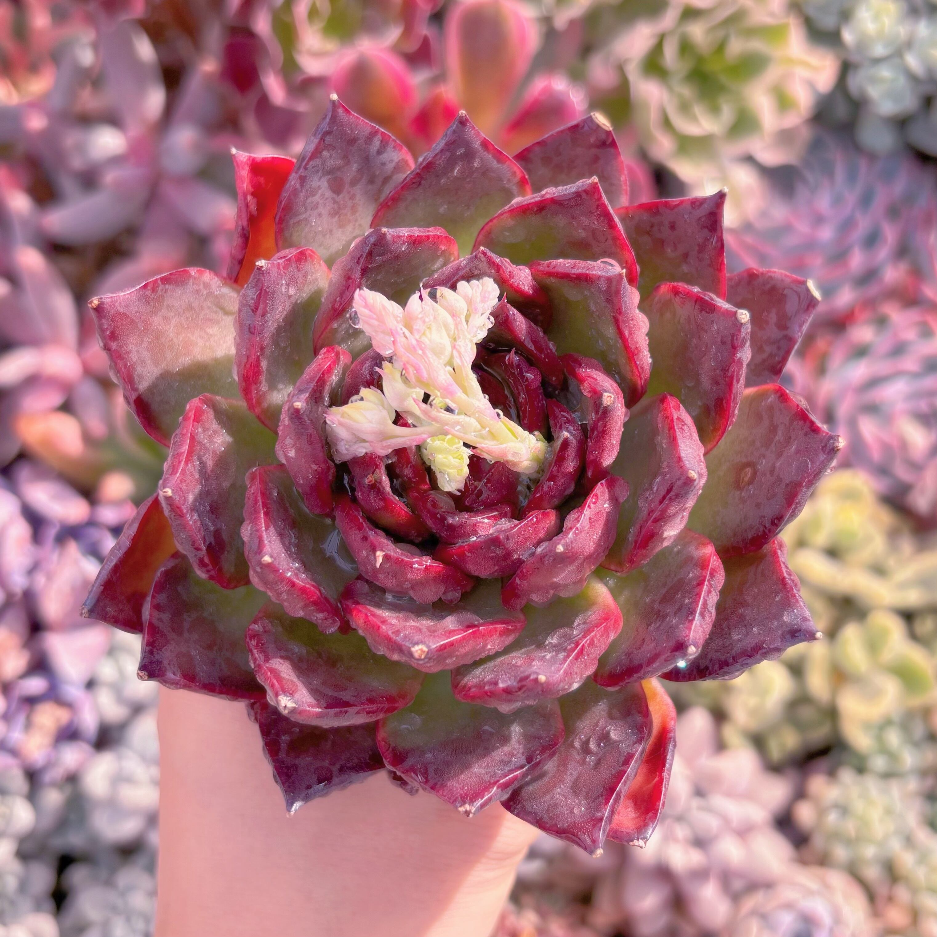 現品　ロイヤルピック#559　大苗　新入荷　るる農園