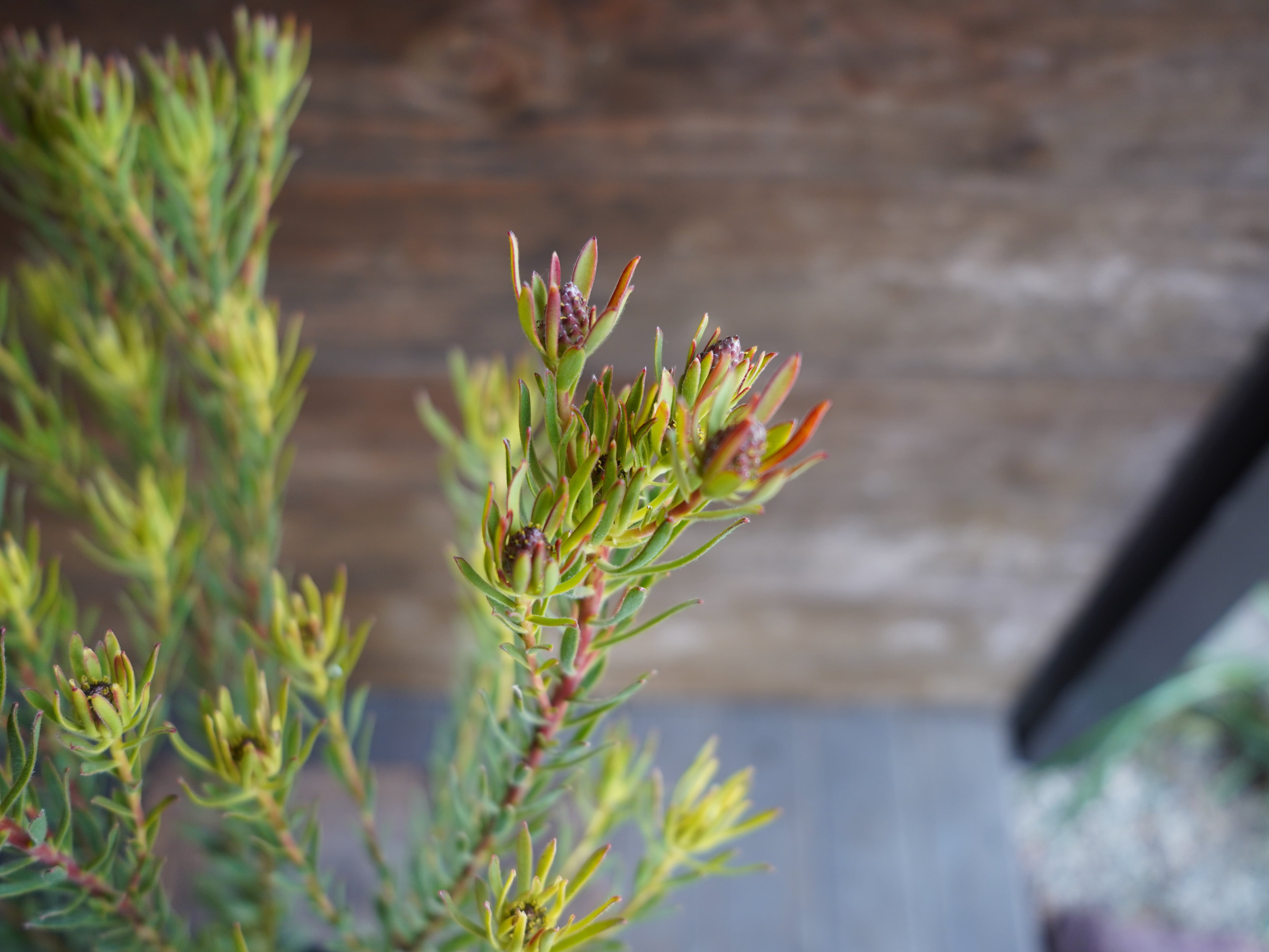 【現物】リューカデンドロン　”Strawberry Fair”　A