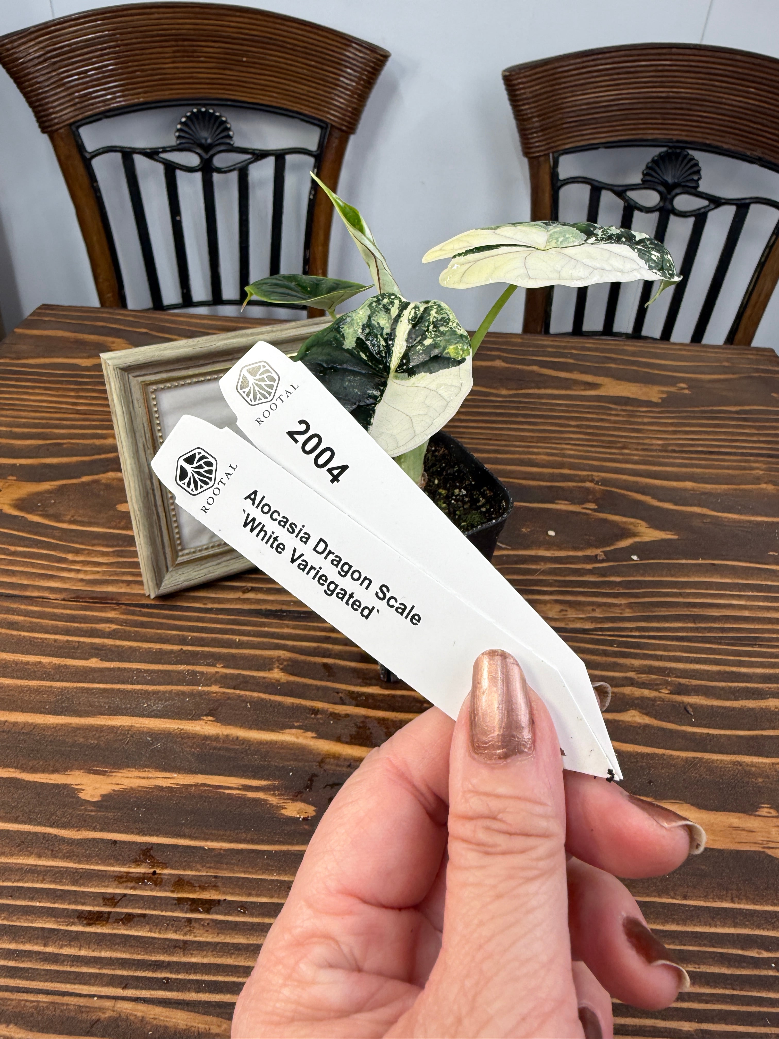 ★2004【超レア】アロカシア ドラゴンスケール ホワイトバリエガータ(2.5号ロング硬質ポット)※送料無料(一部除く)