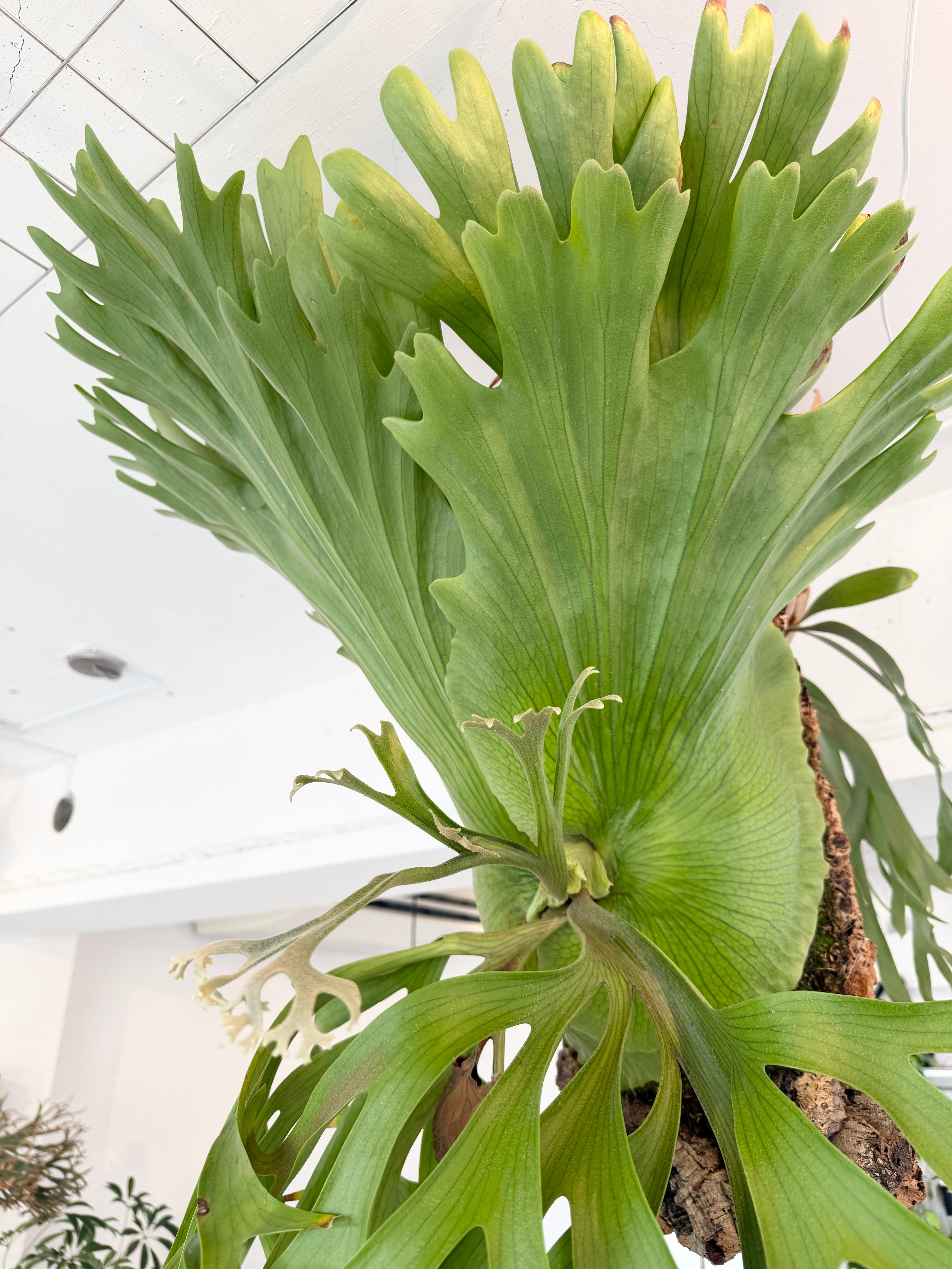 a) P. coronarium 'Thin Thin' ビカクシダ コロナリウム シンシン（大