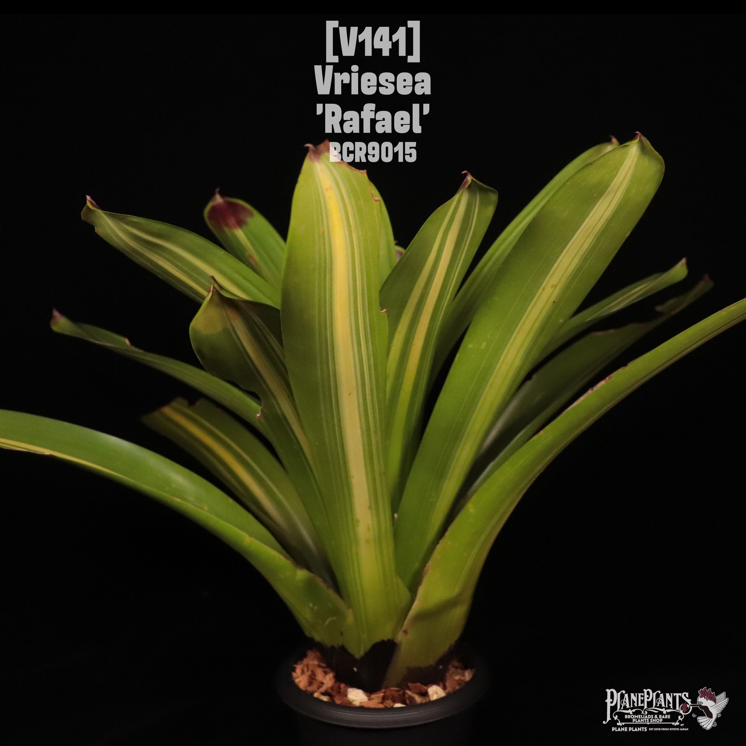 Vriesea | plane plants