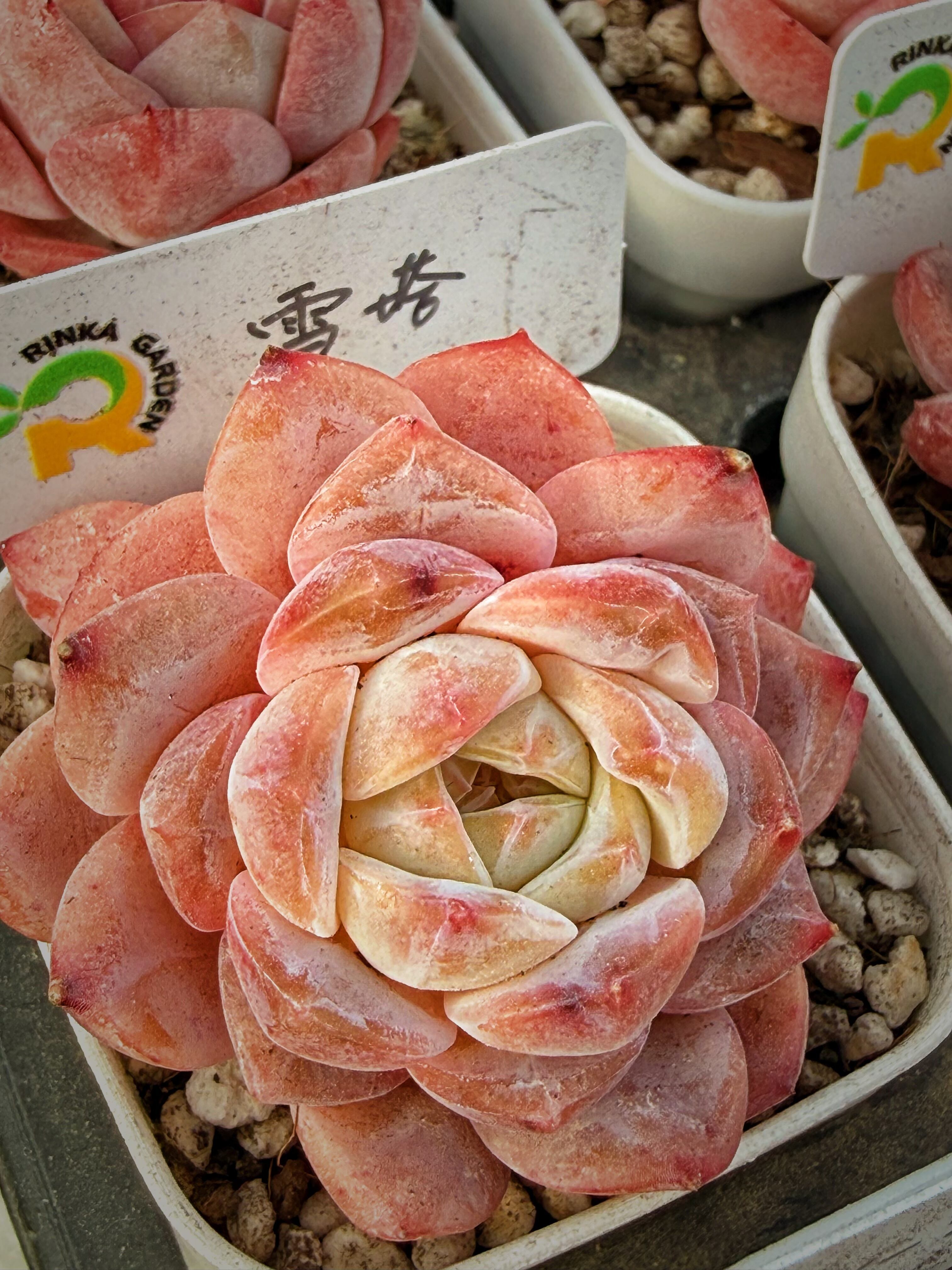 Astrophytum myriostigma アストロフィツム 複隆ヘキラン 複隆鸞鳳玉