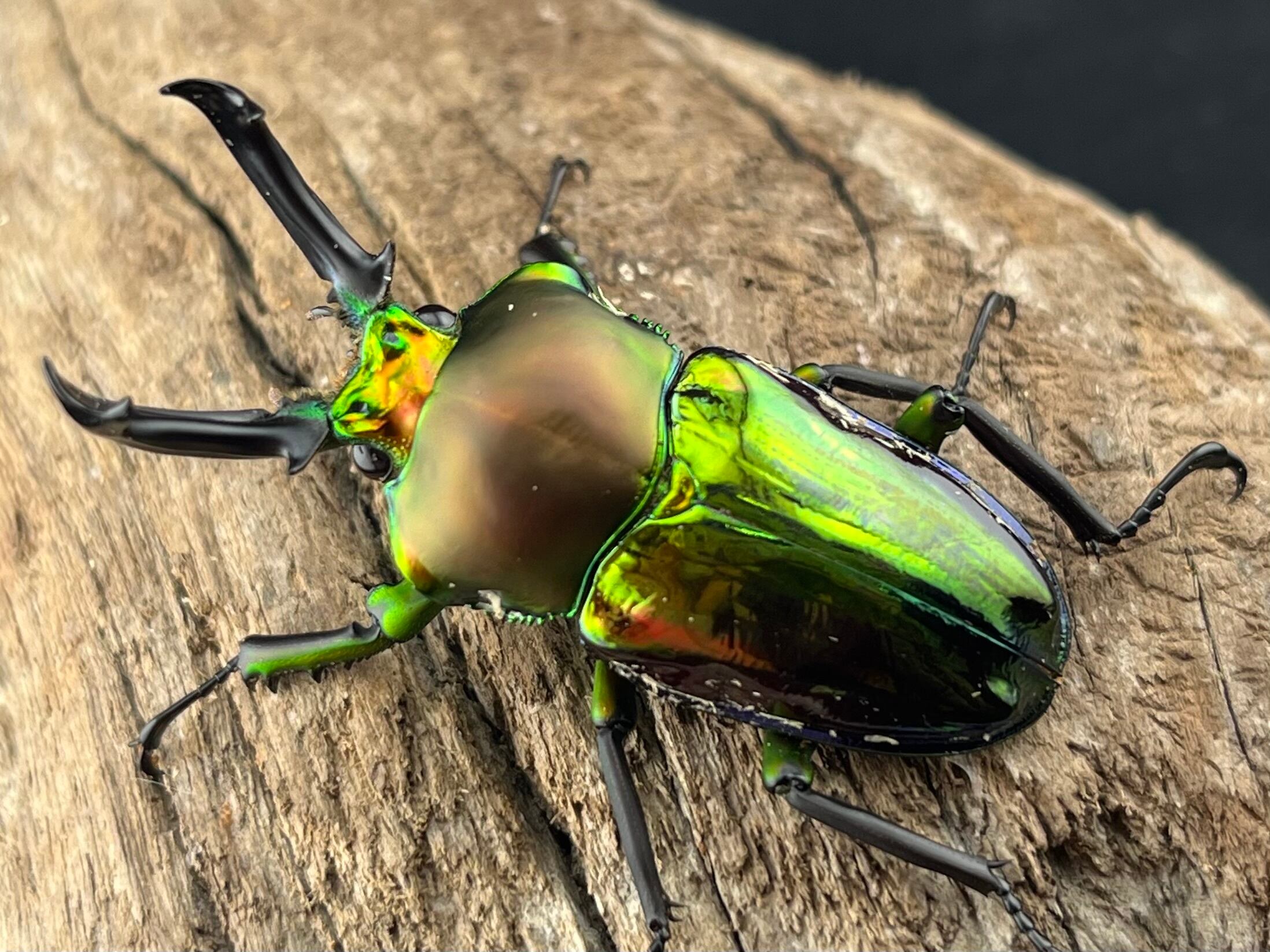 外国産クワガタ生体 | KPW公式オンラインショップ