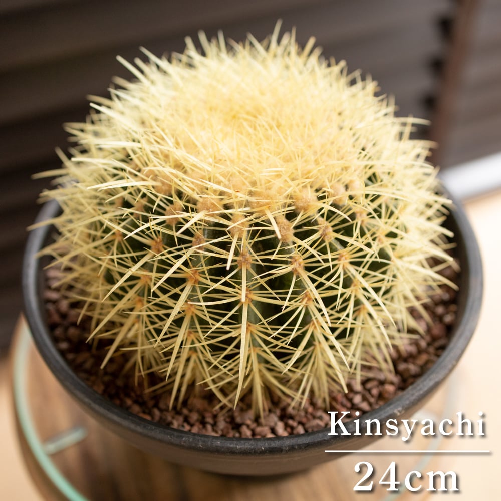 発根済】24cm 金鯱 サボテン 8号 多肉植物 ドライガーデン キンシャチ