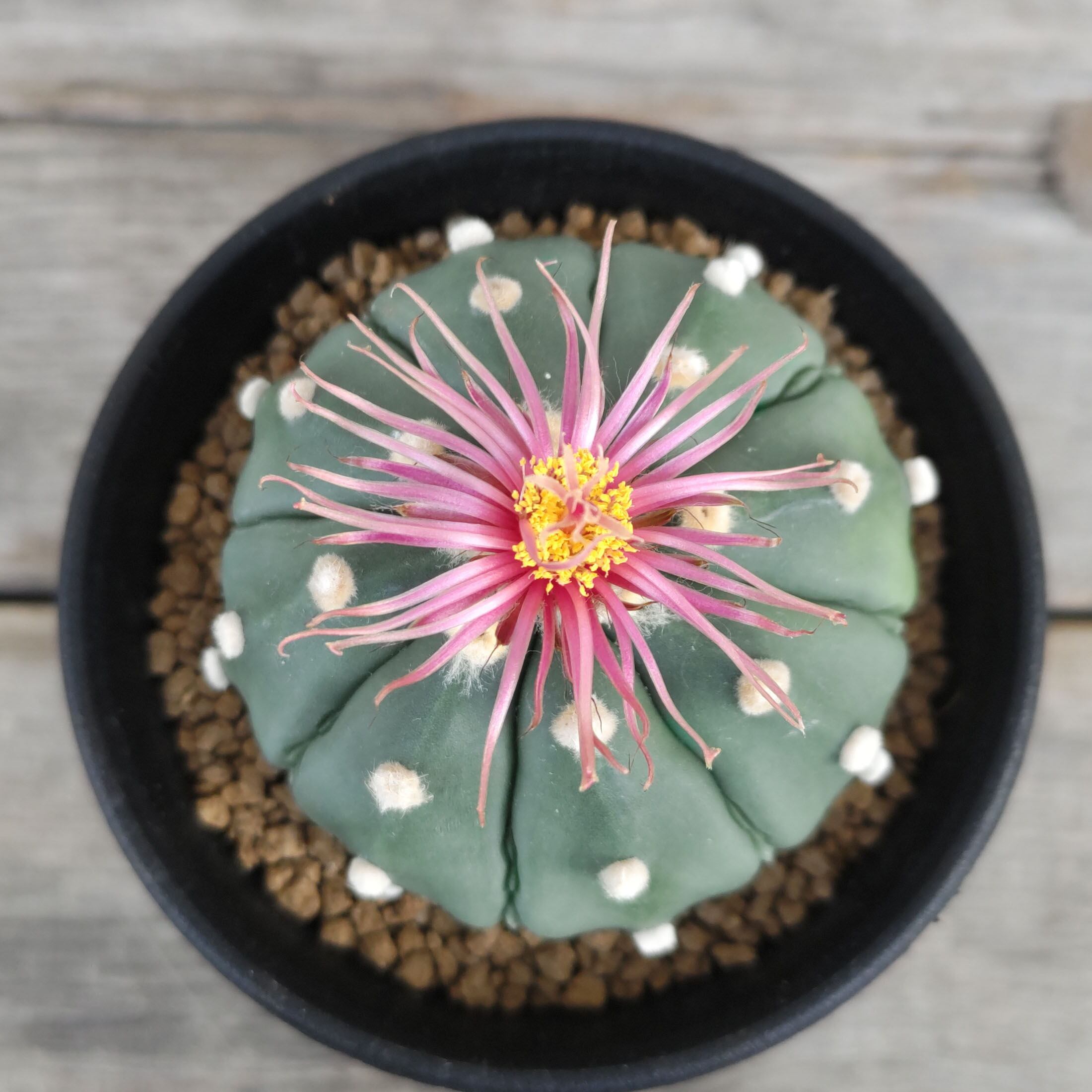 ☆サボテン・多肉植物☆ ミラクル兜 実生苗①