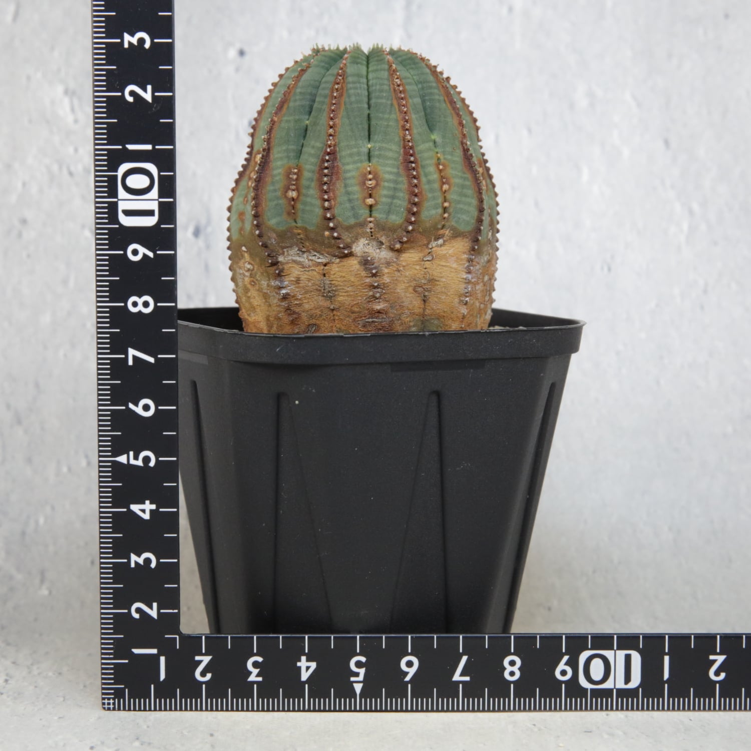 超複稜 12稜 美模様 木質化 オベサ / ユーフォルビア | LIGHTHOUSE