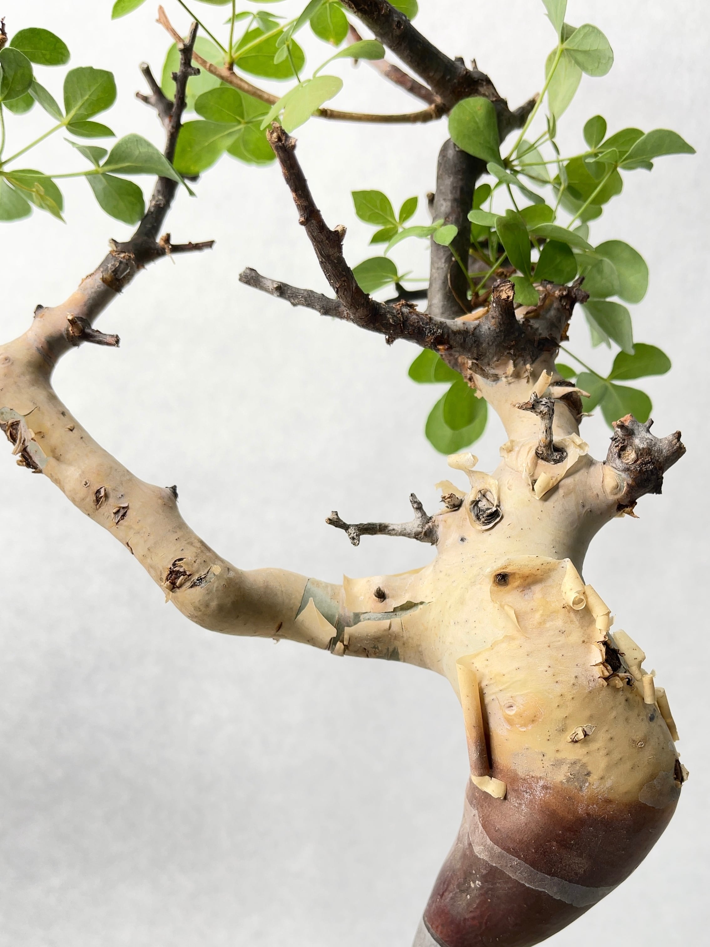 コミフォラ・ピュアカタフ | trigger