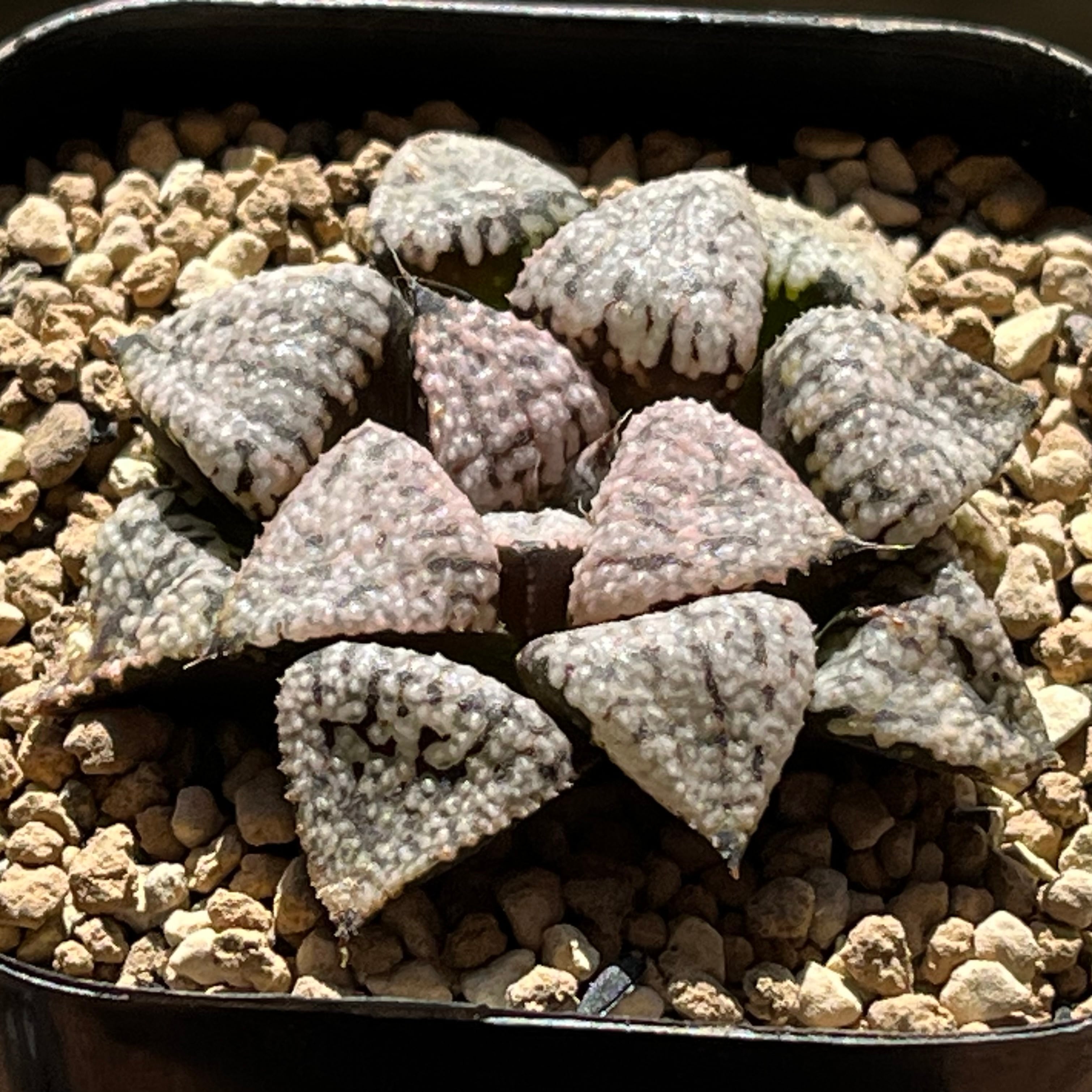ハオルチア 狼牙 | mocono_plants