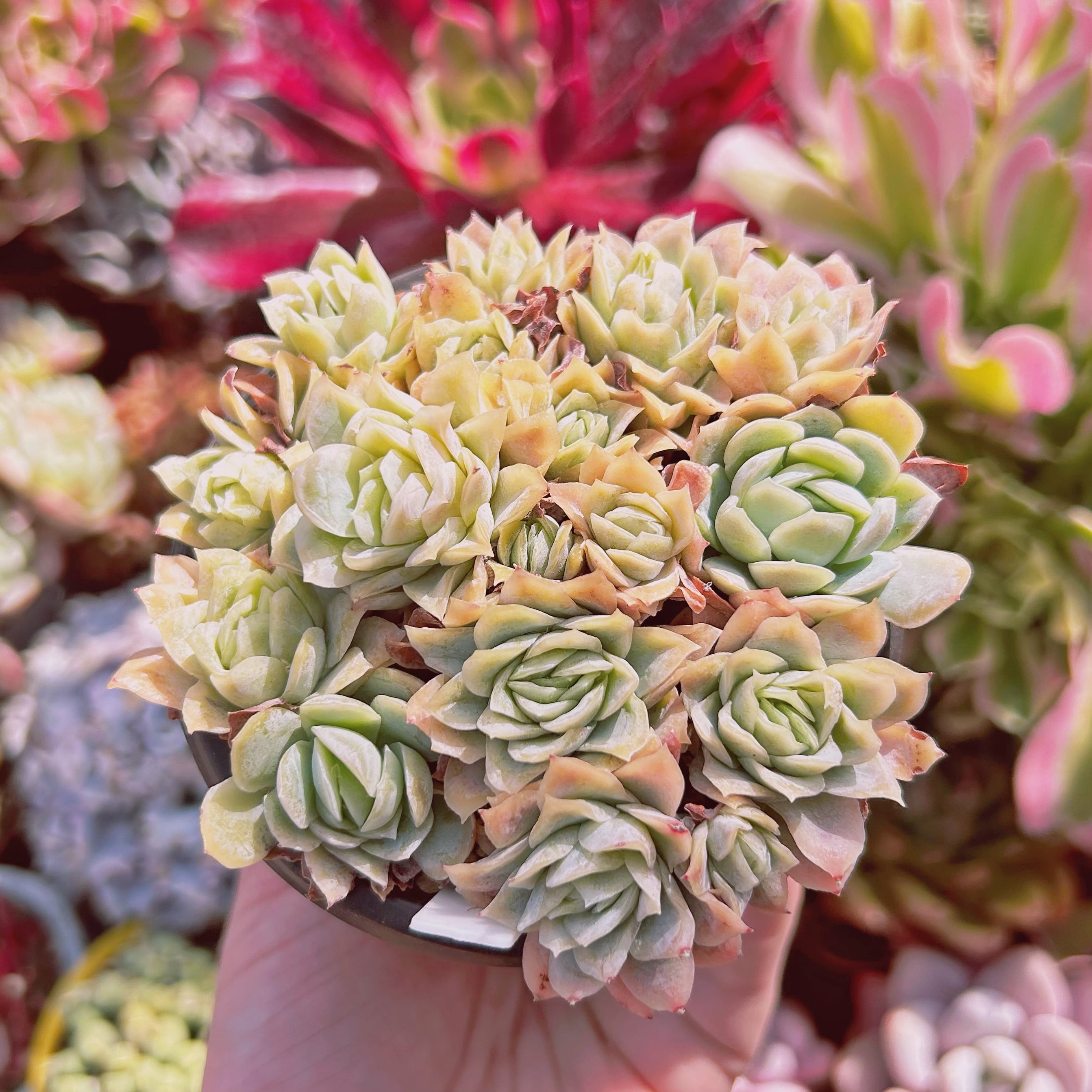 #537現物　多肉植物　クィーンローズ覆輪錦　抜き苗